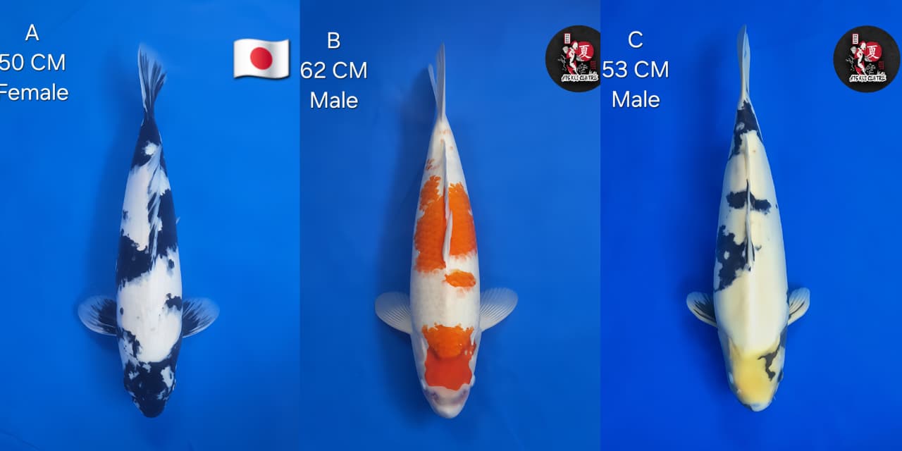 Lelang Koi Online, Jual Beli Ikan Koi, Pasar Koi Terbaik, Agen Lelang Koi, Penawaran Koi Berkualitas, Harga Jual Koi, Lelang Ikan Koi Import, Beli Koi Online, Jual Koi Murah, Koi Showroom, Penjual Koi Terpercaya, Lelang Koi Jakarta, Jual Koi Lokal, Koi Kualitas Unggul, Harga Terbaik Koi, Jual Koi Indukan, Lelang Ikan Hias Koi, Pasar Koi Indonesia, Beli Koi Berkualitas Tinggi, Koi Farm Terbesar, Jual Beli Koi Impor, Lelang Ikan Koi Kualitas Premium, Daftar Harga Koi Terbaru, Pusat Jual Beli Koi, Info Lelang Koi Hari Ini.