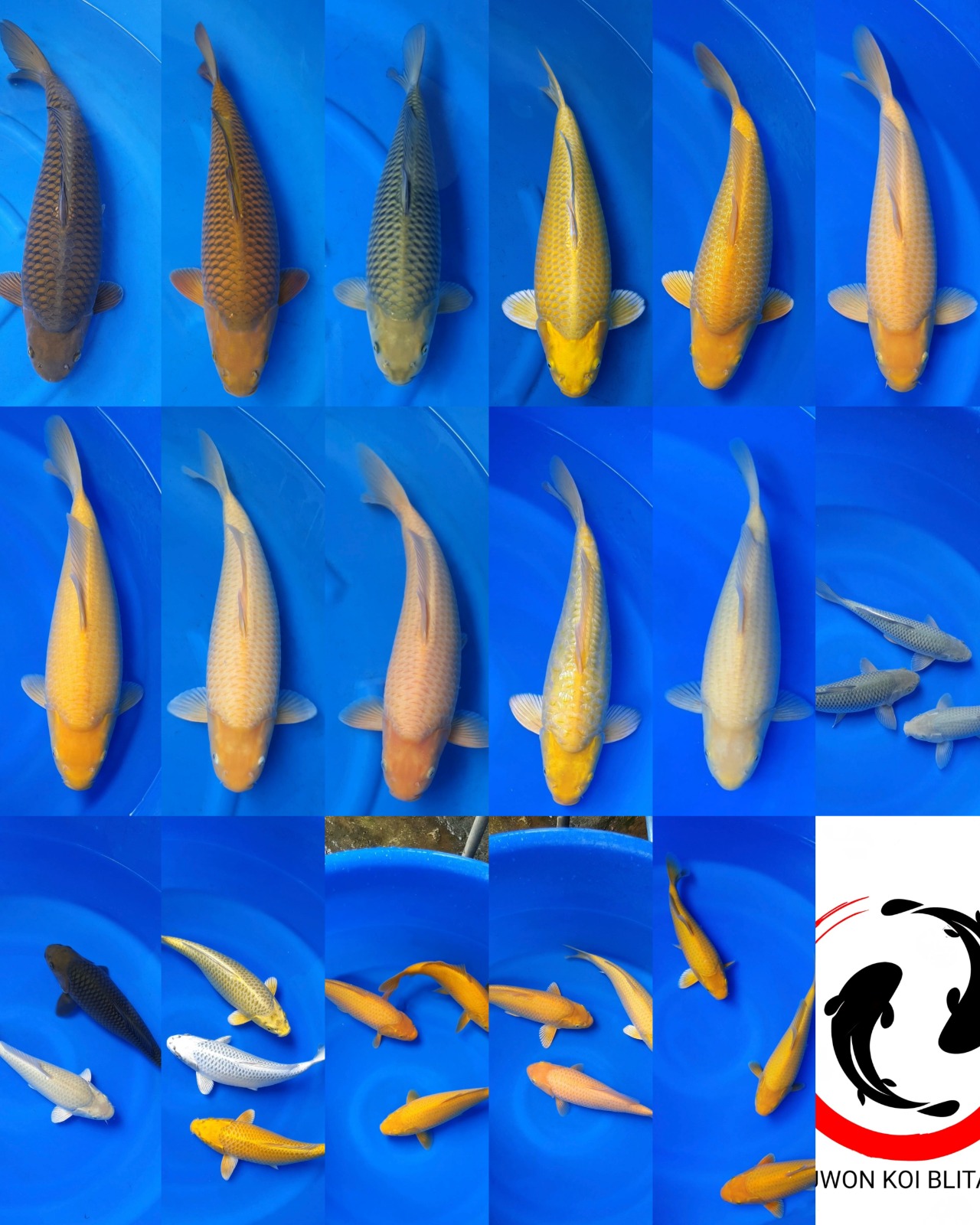 Lelang Koi Online, Jual Beli Ikan Koi, Pasar Koi Terbaik, Agen Lelang Koi, Penawaran Koi Berkualitas, Harga Jual Koi, Lelang Ikan Koi Import, Beli Koi Online, Jual Koi Murah, Koi Showroom, Penjual Koi Terpercaya, Lelang Koi Jakarta, Jual Koi Lokal, Koi Kualitas Unggul, Harga Terbaik Koi, Jual Koi Indukan, Lelang Ikan Hias Koi, Pasar Koi Indonesia, Beli Koi Berkualitas Tinggi, Koi Farm Terbesar, Jual Beli Koi Impor, Lelang Ikan Koi Kualitas Premium, Daftar Harga Koi Terbaru, Pusat Jual Beli Koi, Info Lelang Koi Hari Ini.