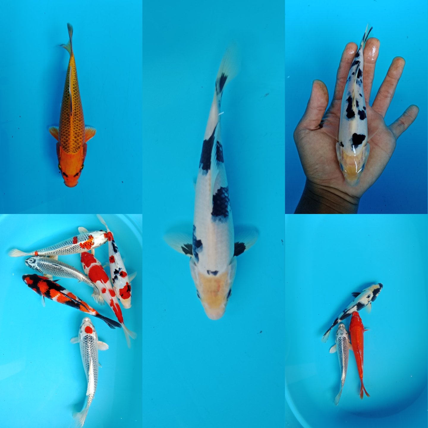 Lelang Koi Online, Jual Beli Ikan Koi, Pasar Koi Terbaik, Agen Lelang Koi, Penawaran Koi Berkualitas, Harga Jual Koi, Lelang Ikan Koi Import, Beli Koi Online, Jual Koi Murah, Koi Showroom, Penjual Koi Terpercaya, Lelang Koi Jakarta, Jual Koi Lokal, Koi Kualitas Unggul, Harga Terbaik Koi, Jual Koi Indukan, Lelang Ikan Hias Koi, Pasar Koi Indonesia, Beli Koi Berkualitas Tinggi, Koi Farm Terbesar, Jual Beli Koi Impor, Lelang Ikan Koi Kualitas Premium, Daftar Harga Koi Terbaru, Pusat Jual Beli Koi, Info Lelang Koi Hari Ini.
