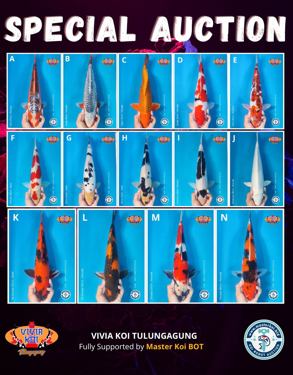 Lelang Koi Online, Jual Beli Ikan Koi, Pasar Koi Terbaik, Agen Lelang Koi, Penawaran Koi Berkualitas, Harga Jual Koi, Lelang Ikan Koi Import, Beli Koi Online, Jual Koi Murah, Koi Showroom, Penjual Koi Terpercaya, Lelang Koi Jakarta, Jual Koi Lokal, Koi Kualitas Unggul, Harga Terbaik Koi, Jual Koi Indukan, Lelang Ikan Hias Koi, Pasar Koi Indonesia, Beli Koi Berkualitas Tinggi, Koi Farm Terbesar, Jual Beli Koi Impor, Lelang Ikan Koi Kualitas Premium, Daftar Harga Koi Terbaru, Pusat Jual Beli Koi, Info Lelang Koi Hari Ini.