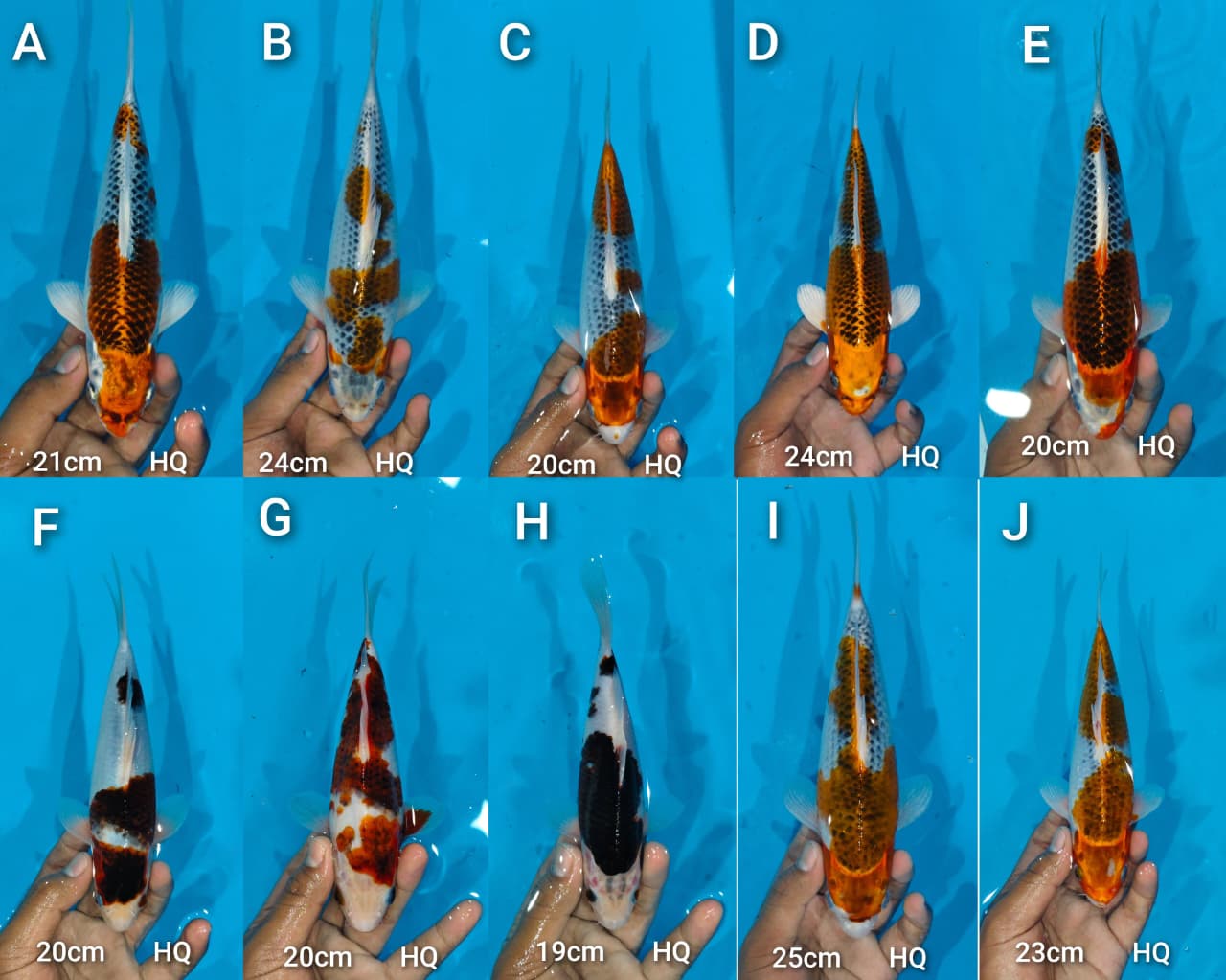 Lelang Koi Online, Jual Beli Ikan Koi, Pasar Koi Terbaik, Agen Lelang Koi, Penawaran Koi Berkualitas, Harga Jual Koi, Lelang Ikan Koi Import, Beli Koi Online, Jual Koi Murah, Koi Showroom, Penjual Koi Terpercaya, Lelang Koi Jakarta, Jual Koi Lokal, Koi Kualitas Unggul, Harga Terbaik Koi, Jual Koi Indukan, Lelang Ikan Hias Koi, Pasar Koi Indonesia, Beli Koi Berkualitas Tinggi, Koi Farm Terbesar, Jual Beli Koi Impor, Lelang Ikan Koi Kualitas Premium, Daftar Harga Koi Terbaru, Pusat Jual Beli Koi, Info Lelang Koi Hari Ini.