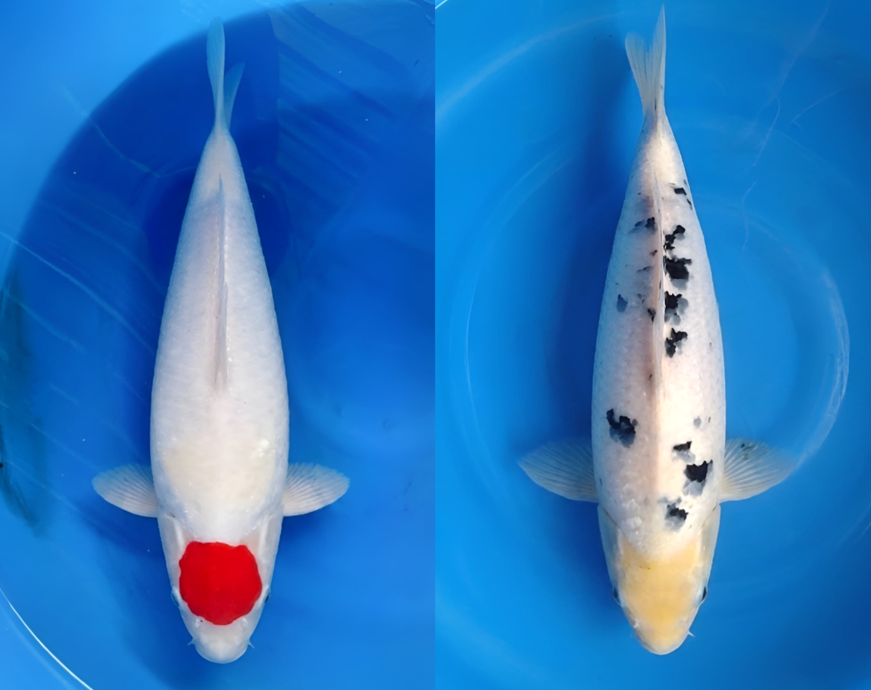 Lelang Koi Online, Jual Beli Ikan Koi, Pasar Koi Terbaik, Agen Lelang Koi, Penawaran Koi Berkualitas, Harga Jual Koi, Lelang Ikan Koi Import, Beli Koi Online, Jual Koi Murah, Koi Showroom, Penjual Koi Terpercaya, Lelang Koi Jakarta, Jual Koi Lokal, Koi Kualitas Unggul, Harga Terbaik Koi, Jual Koi Indukan, Lelang Ikan Hias Koi, Pasar Koi Indonesia, Beli Koi Berkualitas Tinggi, Koi Farm Terbesar, Jual Beli Koi Impor, Lelang Ikan Koi Kualitas Premium, Daftar Harga Koi Terbaru, Pusat Jual Beli Koi, Info Lelang Koi Hari Ini.