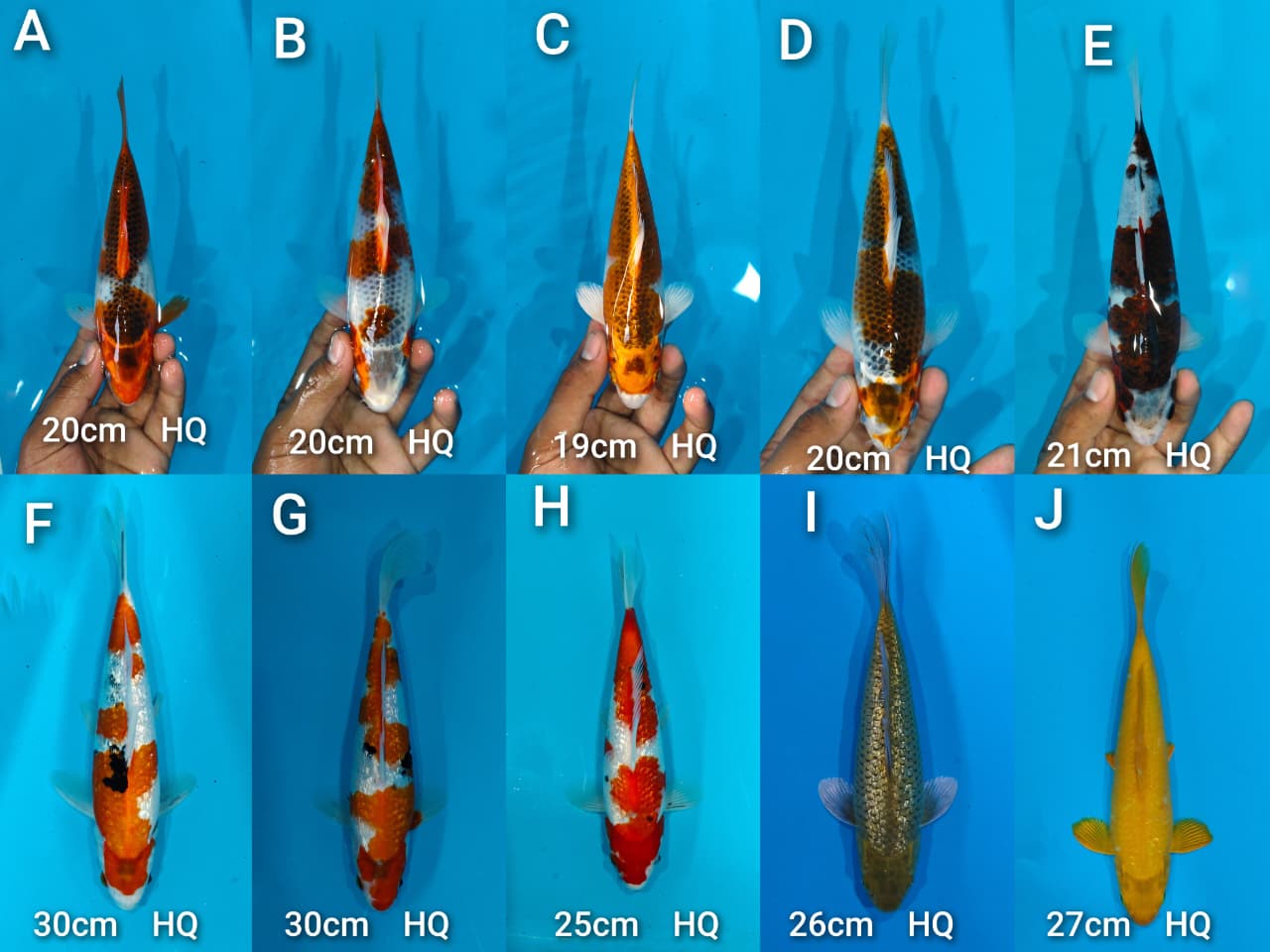 Lelang Koi Online, Jual Beli Ikan Koi, Pasar Koi Terbaik, Agen Lelang Koi, Penawaran Koi Berkualitas, Harga Jual Koi, Lelang Ikan Koi Import, Beli Koi Online, Jual Koi Murah, Koi Showroom, Penjual Koi Terpercaya, Lelang Koi Jakarta, Jual Koi Lokal, Koi Kualitas Unggul, Harga Terbaik Koi, Jual Koi Indukan, Lelang Ikan Hias Koi, Pasar Koi Indonesia, Beli Koi Berkualitas Tinggi, Koi Farm Terbesar, Jual Beli Koi Impor, Lelang Ikan Koi Kualitas Premium, Daftar Harga Koi Terbaru, Pusat Jual Beli Koi, Info Lelang Koi Hari Ini.