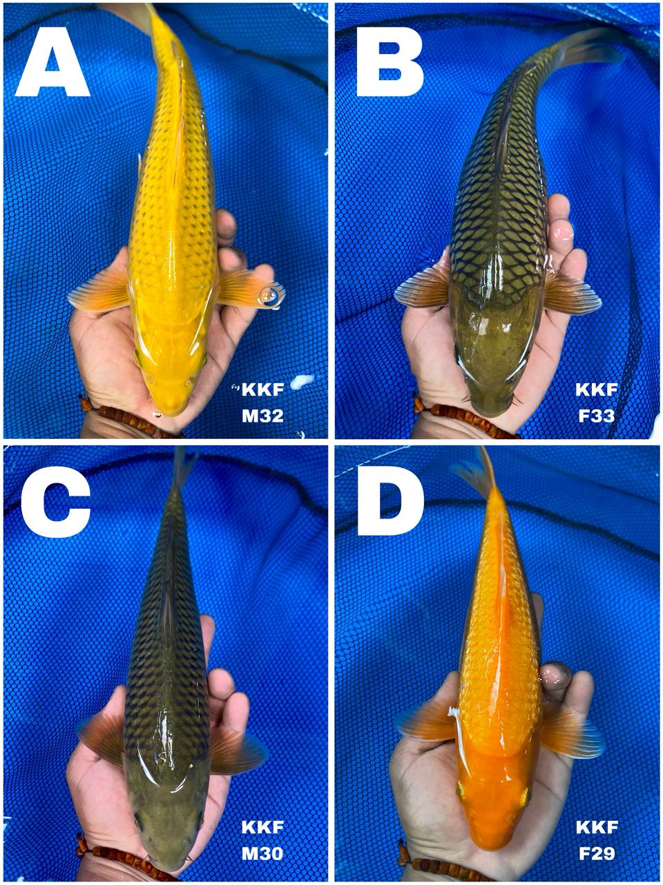 Lelang Koi Online, Jual Beli Ikan Koi, Pasar Koi Terbaik, Agen Lelang Koi, Penawaran Koi Berkualitas, Harga Jual Koi, Lelang Ikan Koi Import, Beli Koi Online, Jual Koi Murah, Koi Showroom, Penjual Koi Terpercaya, Lelang Koi Jakarta, Jual Koi Lokal, Koi Kualitas Unggul, Harga Terbaik Koi, Jual Koi Indukan, Lelang Ikan Hias Koi, Pasar Koi Indonesia, Beli Koi Berkualitas Tinggi, Koi Farm Terbesar, Jual Beli Koi Impor, Lelang Ikan Koi Kualitas Premium, Daftar Harga Koi Terbaru, Pusat Jual Beli Koi, Info Lelang Koi Hari Ini.