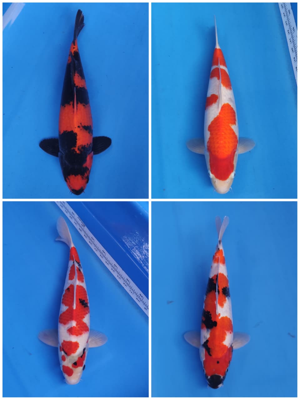 Lelang Koi Online, Jual Beli Ikan Koi, Pasar Koi Terbaik, Agen Lelang Koi, Penawaran Koi Berkualitas, Harga Jual Koi, Lelang Ikan Koi Import, Beli Koi Online, Jual Koi Murah, Koi Showroom, Penjual Koi Terpercaya, Lelang Koi Jakarta, Jual Koi Lokal, Koi Kualitas Unggul, Harga Terbaik Koi, Jual Koi Indukan, Lelang Ikan Hias Koi, Pasar Koi Indonesia, Beli Koi Berkualitas Tinggi, Koi Farm Terbesar, Jual Beli Koi Impor, Lelang Ikan Koi Kualitas Premium, Daftar Harga Koi Terbaru, Pusat Jual Beli Koi, Info Lelang Koi Hari Ini.