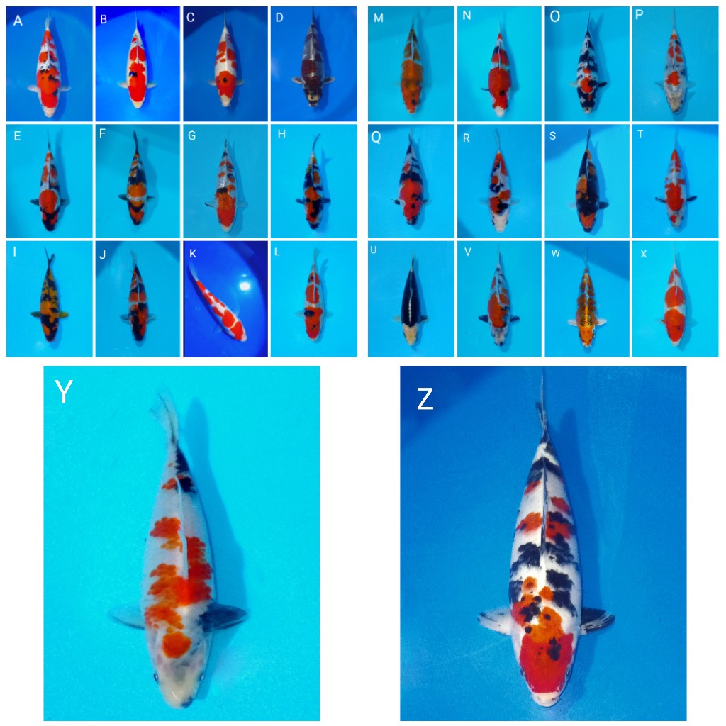 Lelang Koi Online, Jual Beli Ikan Koi, Pasar Koi Terbaik, Agen Lelang Koi, Penawaran Koi Berkualitas, Harga Jual Koi, Lelang Ikan Koi Import, Beli Koi Online, Jual Koi Murah, Koi Showroom, Penjual Koi Terpercaya, Lelang Koi Jakarta, Jual Koi Lokal, Koi Kualitas Unggul, Harga Terbaik Koi, Jual Koi Indukan, Lelang Ikan Hias Koi, Pasar Koi Indonesia, Beli Koi Berkualitas Tinggi, Koi Farm Terbesar, Jual Beli Koi Impor, Lelang Ikan Koi Kualitas Premium, Daftar Harga Koi Terbaru, Pusat Jual Beli Koi, Info Lelang Koi Hari Ini.