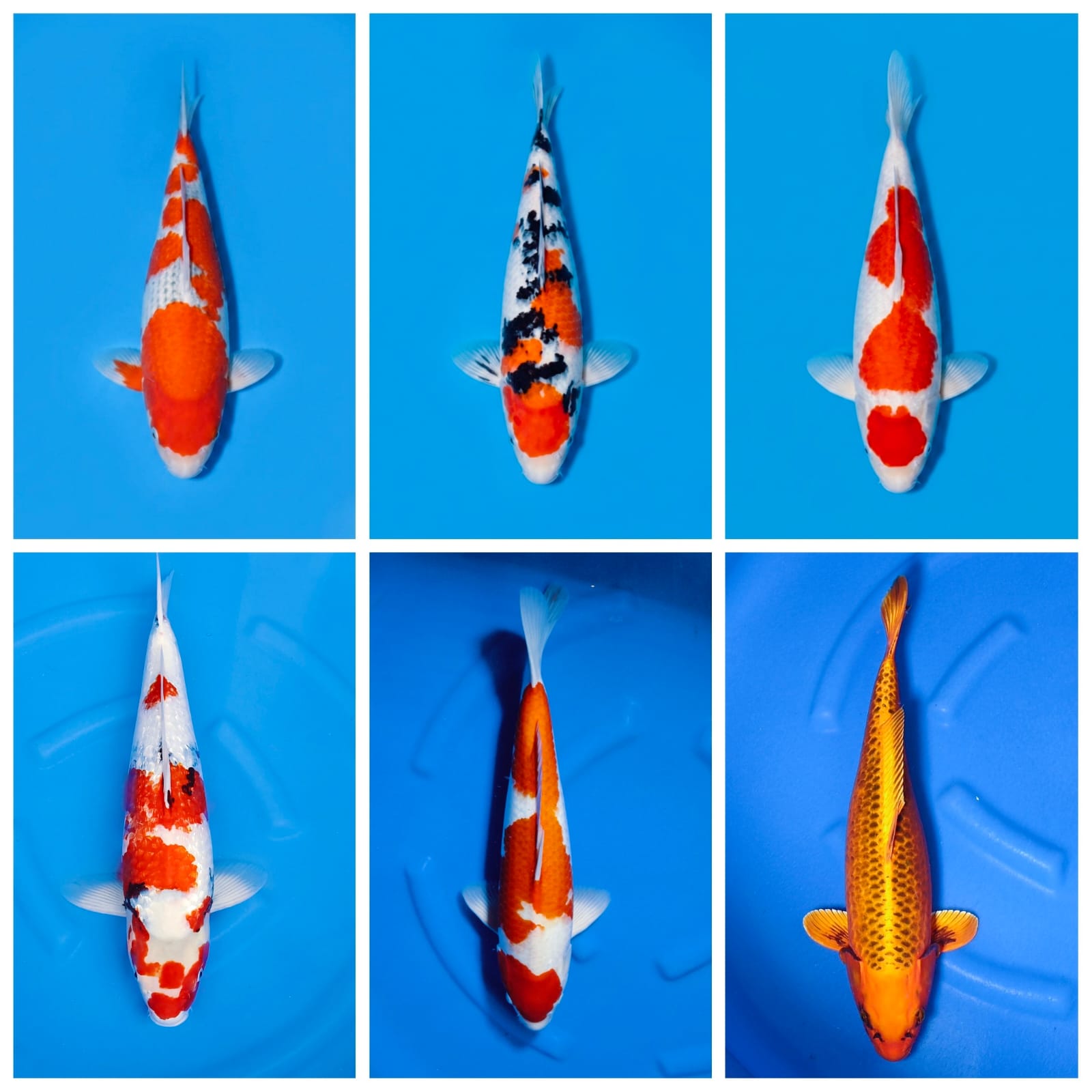 Lelang Koi Online, Jual Beli Ikan Koi, Pasar Koi Terbaik, Agen Lelang Koi, Penawaran Koi Berkualitas, Harga Jual Koi, Lelang Ikan Koi Import, Beli Koi Online, Jual Koi Murah, Koi Showroom, Penjual Koi Terpercaya, Lelang Koi Jakarta, Jual Koi Lokal, Koi Kualitas Unggul, Harga Terbaik Koi, Jual Koi Indukan, Lelang Ikan Hias Koi, Pasar Koi Indonesia, Beli Koi Berkualitas Tinggi, Koi Farm Terbesar, Jual Beli Koi Impor, Lelang Ikan Koi Kualitas Premium, Daftar Harga Koi Terbaru, Pusat Jual Beli Koi, Info Lelang Koi Hari Ini.