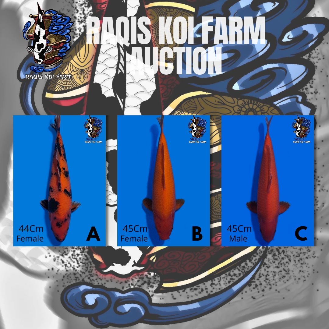Lelang Koi Online, Jual Beli Ikan Koi, Pasar Koi Terbaik, Agen Lelang Koi, Penawaran Koi Berkualitas, Harga Jual Koi, Lelang Ikan Koi Import, Beli Koi Online, Jual Koi Murah, Koi Showroom, Penjual Koi Terpercaya, Lelang Koi Jakarta, Jual Koi Lokal, Koi Kualitas Unggul, Harga Terbaik Koi, Jual Koi Indukan, Lelang Ikan Hias Koi, Pasar Koi Indonesia, Beli Koi Berkualitas Tinggi, Koi Farm Terbesar, Jual Beli Koi Impor, Lelang Ikan Koi Kualitas Premium, Daftar Harga Koi Terbaru, Pusat Jual Beli Koi, Info Lelang Koi Hari Ini.