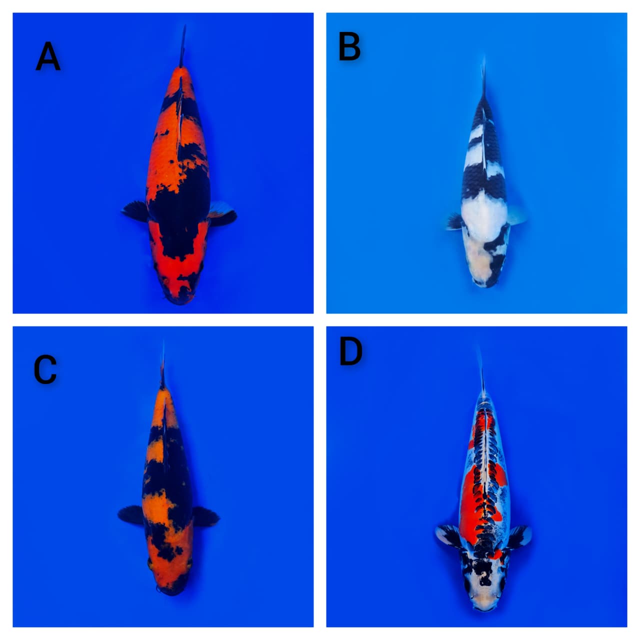 Lelang Koi Online, Jual Beli Ikan Koi, Pasar Koi Terbaik, Agen Lelang Koi, Penawaran Koi Berkualitas, Harga Jual Koi, Lelang Ikan Koi Import, Beli Koi Online, Jual Koi Murah, Koi Showroom, Penjual Koi Terpercaya, Lelang Koi Jakarta, Jual Koi Lokal, Koi Kualitas Unggul, Harga Terbaik Koi, Jual Koi Indukan, Lelang Ikan Hias Koi, Pasar Koi Indonesia, Beli Koi Berkualitas Tinggi, Koi Farm Terbesar, Jual Beli Koi Impor, Lelang Ikan Koi Kualitas Premium, Daftar Harga Koi Terbaru, Pusat Jual Beli Koi, Info Lelang Koi Hari Ini.