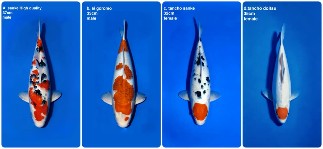 Lelang Koi Online, Jual Beli Ikan Koi, Pasar Koi Terbaik, Agen Lelang Koi, Penawaran Koi Berkualitas, Harga Jual Koi, Lelang Ikan Koi Import, Beli Koi Online, Jual Koi Murah, Koi Showroom, Penjual Koi Terpercaya, Lelang Koi Jakarta, Jual Koi Lokal, Koi Kualitas Unggul, Harga Terbaik Koi, Jual Koi Indukan, Lelang Ikan Hias Koi, Pasar Koi Indonesia, Beli Koi Berkualitas Tinggi, Koi Farm Terbesar, Jual Beli Koi Impor, Lelang Ikan Koi Kualitas Premium, Daftar Harga Koi Terbaru, Pusat Jual Beli Koi, Info Lelang Koi Hari Ini.