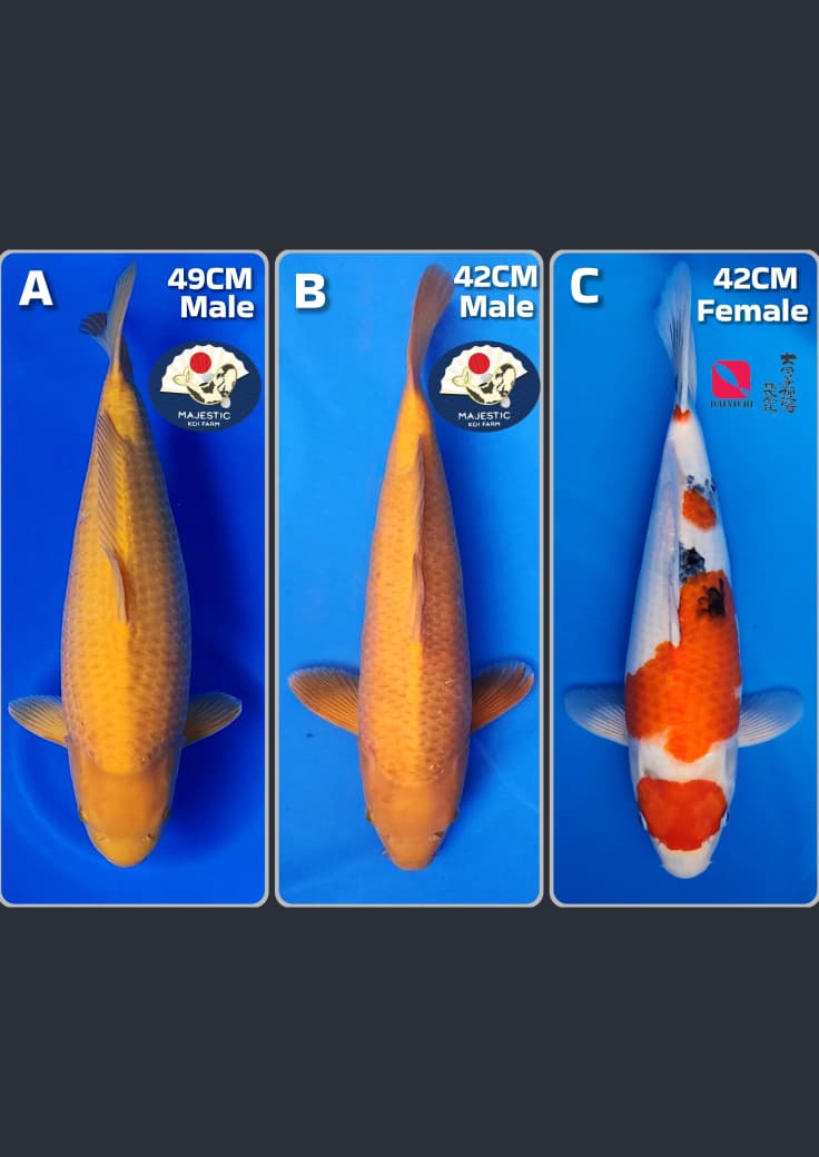 Lelang Koi Online, Jual Beli Ikan Koi, Pasar Koi Terbaik, Agen Lelang Koi, Penawaran Koi Berkualitas, Harga Jual Koi, Lelang Ikan Koi Import, Beli Koi Online, Jual Koi Murah, Koi Showroom, Penjual Koi Terpercaya, Lelang Koi Jakarta, Jual Koi Lokal, Koi Kualitas Unggul, Harga Terbaik Koi, Jual Koi Indukan, Lelang Ikan Hias Koi, Pasar Koi Indonesia, Beli Koi Berkualitas Tinggi, Koi Farm Terbesar, Jual Beli Koi Impor, Lelang Ikan Koi Kualitas Premium, Daftar Harga Koi Terbaru, Pusat Jual Beli Koi, Info Lelang Koi Hari Ini.