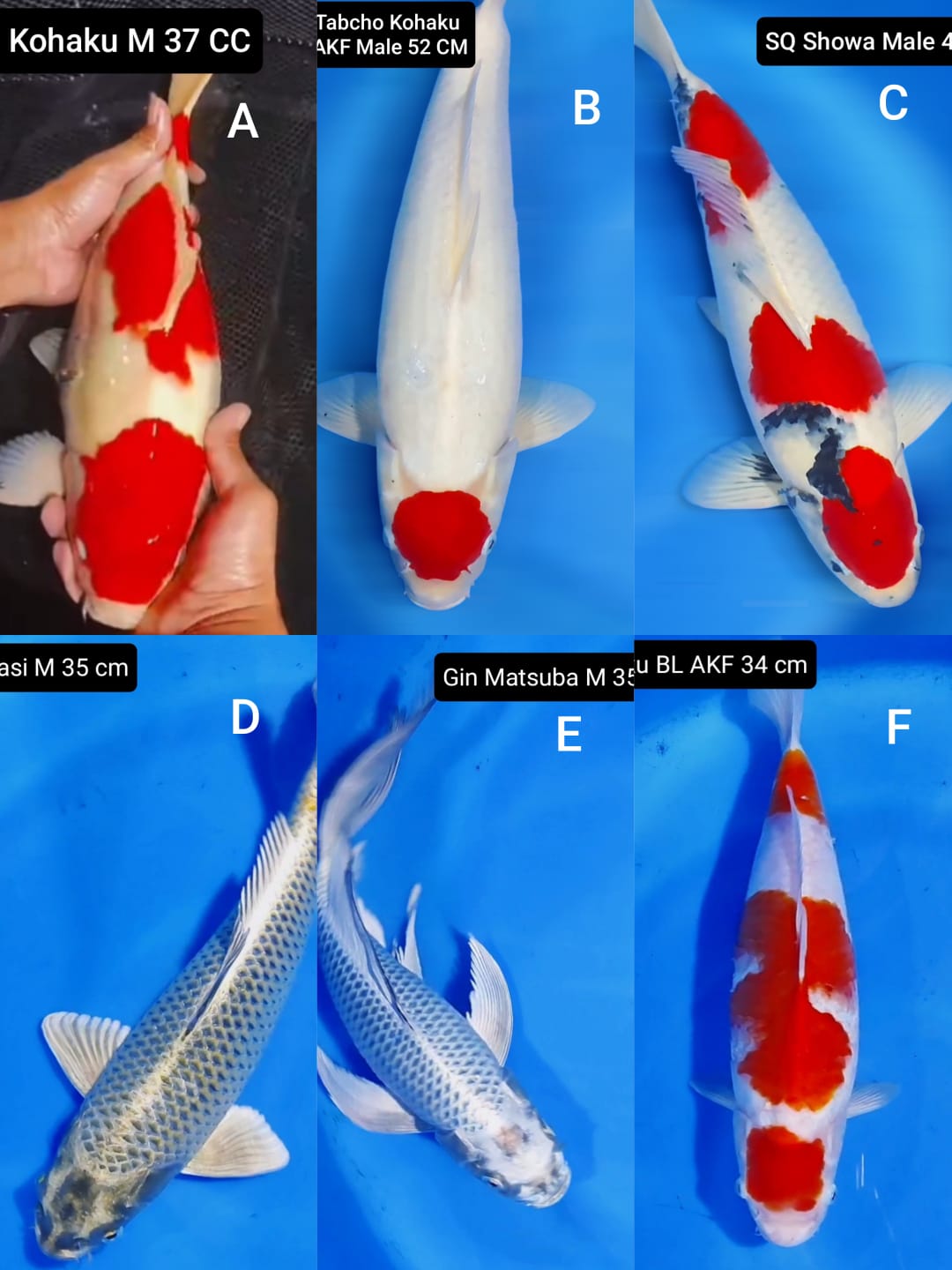 Lelang Koi Online, Jual Beli Ikan Koi, Pasar Koi Terbaik, Agen Lelang Koi, Penawaran Koi Berkualitas, Harga Jual Koi, Lelang Ikan Koi Import, Beli Koi Online, Jual Koi Murah, Koi Showroom, Penjual Koi Terpercaya, Lelang Koi Jakarta, Jual Koi Lokal, Koi Kualitas Unggul, Harga Terbaik Koi, Jual Koi Indukan, Lelang Ikan Hias Koi, Pasar Koi Indonesia, Beli Koi Berkualitas Tinggi, Koi Farm Terbesar, Jual Beli Koi Impor, Lelang Ikan Koi Kualitas Premium, Daftar Harga Koi Terbaru, Pusat Jual Beli Koi, Info Lelang Koi Hari Ini.