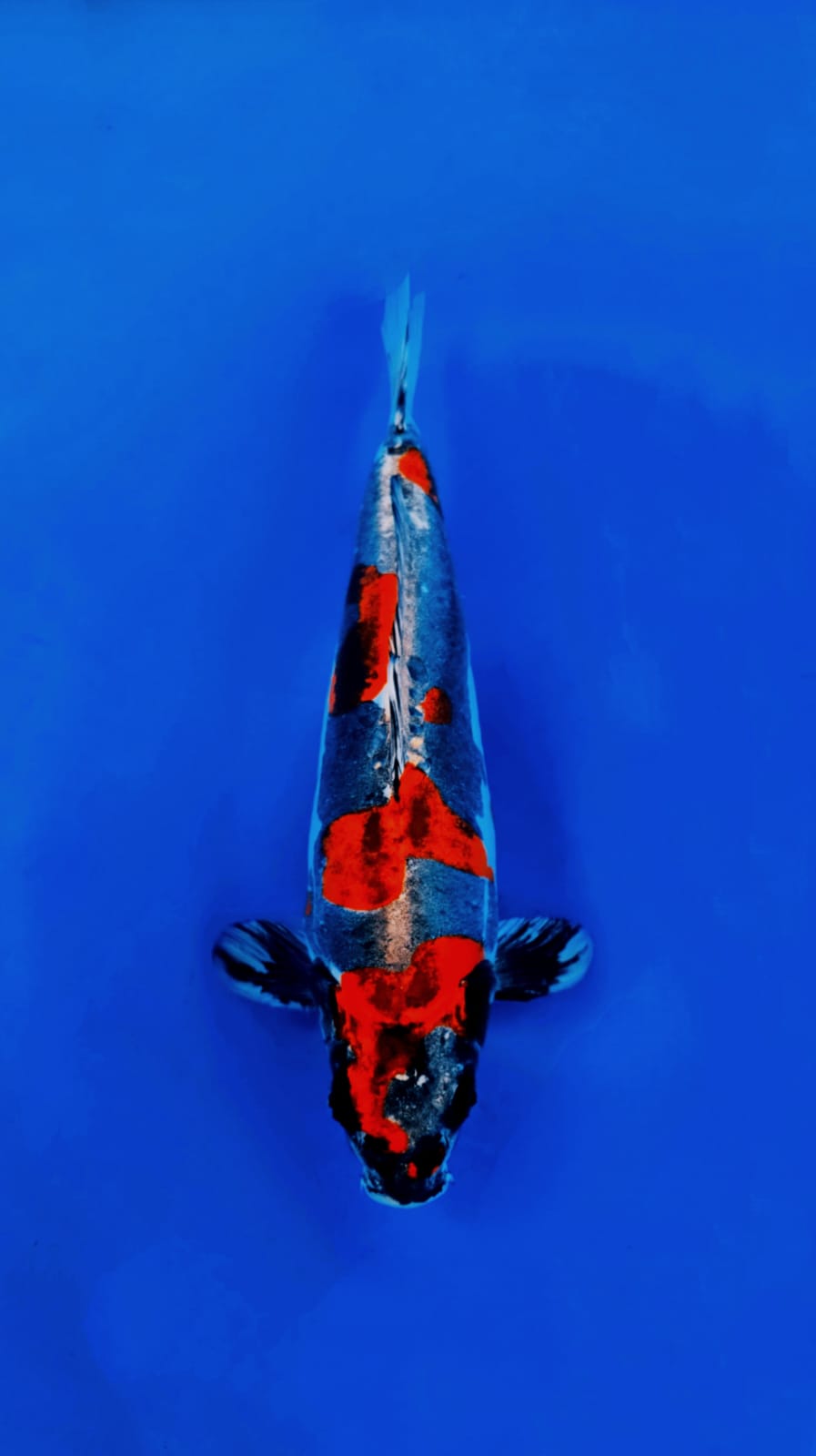 Lelang Koi Online, Jual Beli Ikan Koi, Pasar Koi Terbaik, Agen Lelang Koi, Penawaran Koi Berkualitas, Harga Jual Koi, Lelang Ikan Koi Import, Beli Koi Online, Jual Koi Murah, Koi Showroom, Penjual Koi Terpercaya, Lelang Koi Jakarta, Jual Koi Lokal, Koi Kualitas Unggul, Harga Terbaik Koi, Jual Koi Indukan, Lelang Ikan Hias Koi, Pasar Koi Indonesia, Beli Koi Berkualitas Tinggi, Koi Farm Terbesar, Jual Beli Koi Impor, Lelang Ikan Koi Kualitas Premium, Daftar Harga Koi Terbaru, Pusat Jual Beli Koi, Info Lelang Koi Hari Ini.