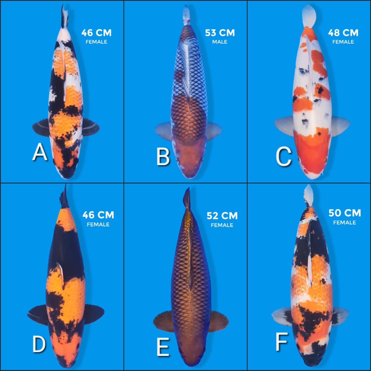 Lelang Koi Online, Jual Beli Ikan Koi, Pasar Koi Terbaik, Agen Lelang Koi, Penawaran Koi Berkualitas, Harga Jual Koi, Lelang Ikan Koi Import, Beli Koi Online, Jual Koi Murah, Koi Showroom, Penjual Koi Terpercaya, Lelang Koi Jakarta, Jual Koi Lokal, Koi Kualitas Unggul, Harga Terbaik Koi, Jual Koi Indukan, Lelang Ikan Hias Koi, Pasar Koi Indonesia, Beli Koi Berkualitas Tinggi, Koi Farm Terbesar, Jual Beli Koi Impor, Lelang Ikan Koi Kualitas Premium, Daftar Harga Koi Terbaru, Pusat Jual Beli Koi, Info Lelang Koi Hari Ini.