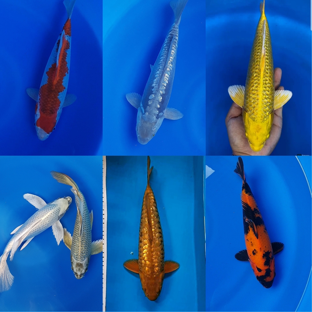 Lelang Koi Online, Jual Beli Ikan Koi, Pasar Koi Terbaik, Agen Lelang Koi, Penawaran Koi Berkualitas, Harga Jual Koi, Lelang Ikan Koi Import, Beli Koi Online, Jual Koi Murah, Koi Showroom, Penjual Koi Terpercaya, Lelang Koi Jakarta, Jual Koi Lokal, Koi Kualitas Unggul, Harga Terbaik Koi, Jual Koi Indukan, Lelang Ikan Hias Koi, Pasar Koi Indonesia, Beli Koi Berkualitas Tinggi, Koi Farm Terbesar, Jual Beli Koi Impor, Lelang Ikan Koi Kualitas Premium, Daftar Harga Koi Terbaru, Pusat Jual Beli Koi, Info Lelang Koi Hari Ini.