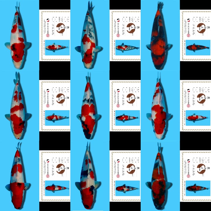 Lelang Koi Online, Jual Beli Ikan Koi, Pasar Koi Terbaik, Agen Lelang Koi, Penawaran Koi Berkualitas, Harga Jual Koi, Lelang Ikan Koi Import, Beli Koi Online, Jual Koi Murah, Koi Showroom, Penjual Koi Terpercaya, Lelang Koi Jakarta, Jual Koi Lokal, Koi Kualitas Unggul, Harga Terbaik Koi, Jual Koi Indukan, Lelang Ikan Hias Koi, Pasar Koi Indonesia, Beli Koi Berkualitas Tinggi, Koi Farm Terbesar, Jual Beli Koi Impor, Lelang Ikan Koi Kualitas Premium, Daftar Harga Koi Terbaru, Pusat Jual Beli Koi, Info Lelang Koi Hari Ini.