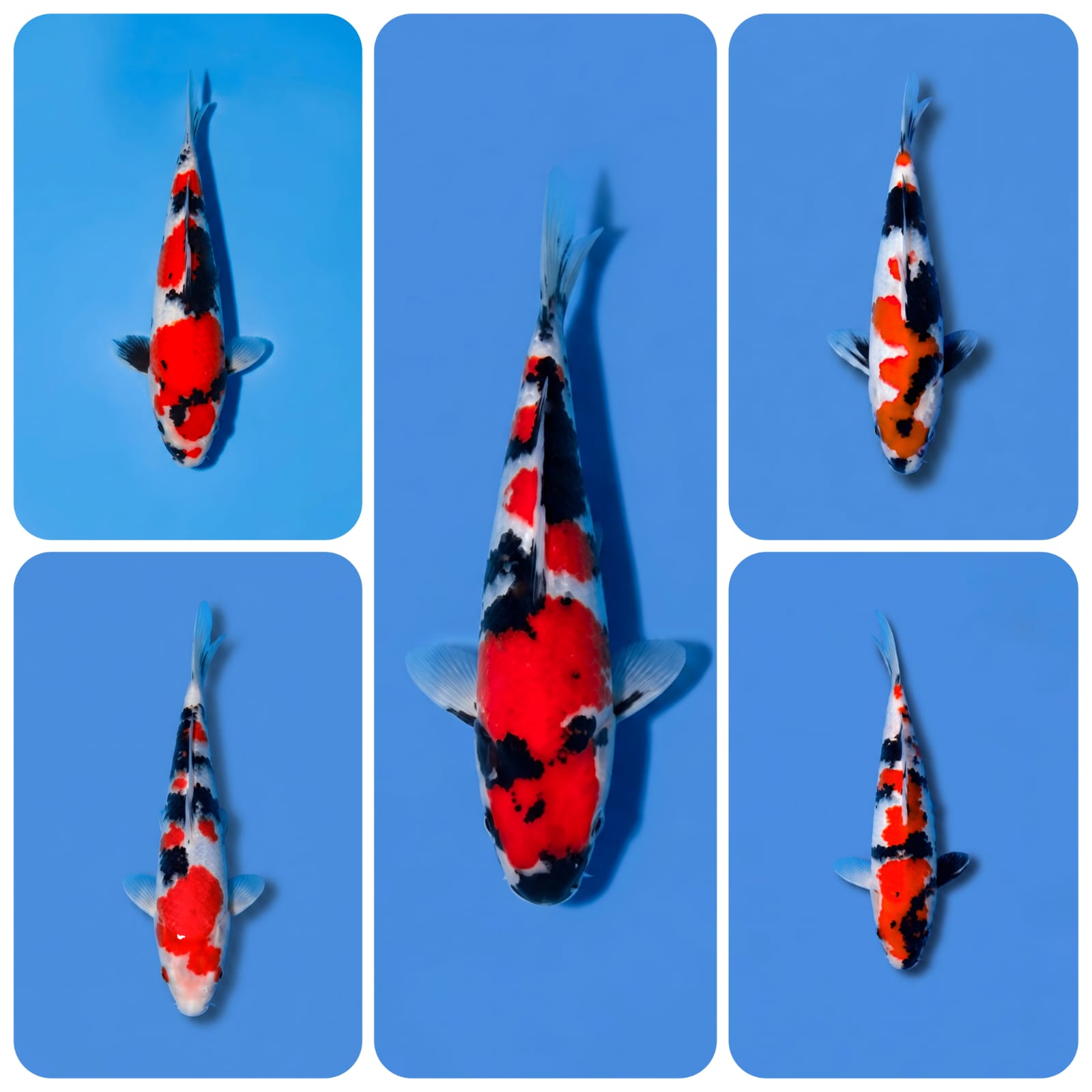 Lelang Koi Online, Jual Beli Ikan Koi, Pasar Koi Terbaik, Agen Lelang Koi, Penawaran Koi Berkualitas, Harga Jual Koi, Lelang Ikan Koi Import, Beli Koi Online, Jual Koi Murah, Koi Showroom, Penjual Koi Terpercaya, Lelang Koi Jakarta, Jual Koi Lokal, Koi Kualitas Unggul, Harga Terbaik Koi, Jual Koi Indukan, Lelang Ikan Hias Koi, Pasar Koi Indonesia, Beli Koi Berkualitas Tinggi, Koi Farm Terbesar, Jual Beli Koi Impor, Lelang Ikan Koi Kualitas Premium, Daftar Harga Koi Terbaru, Pusat Jual Beli Koi, Info Lelang Koi Hari Ini.