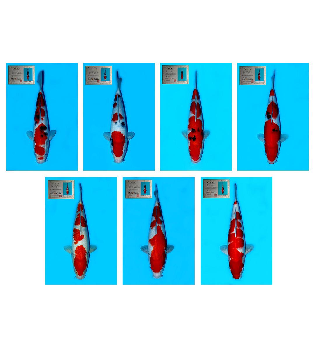 Lelang Koi Online, Jual Beli Ikan Koi, Pasar Koi Terbaik, Agen Lelang Koi, Penawaran Koi Berkualitas, Harga Jual Koi, Lelang Ikan Koi Import, Beli Koi Online, Jual Koi Murah, Koi Showroom, Penjual Koi Terpercaya, Lelang Koi Jakarta, Jual Koi Lokal, Koi Kualitas Unggul, Harga Terbaik Koi, Jual Koi Indukan, Lelang Ikan Hias Koi, Pasar Koi Indonesia, Beli Koi Berkualitas Tinggi, Koi Farm Terbesar, Jual Beli Koi Impor, Lelang Ikan Koi Kualitas Premium, Daftar Harga Koi Terbaru, Pusat Jual Beli Koi, Info Lelang Koi Hari Ini.