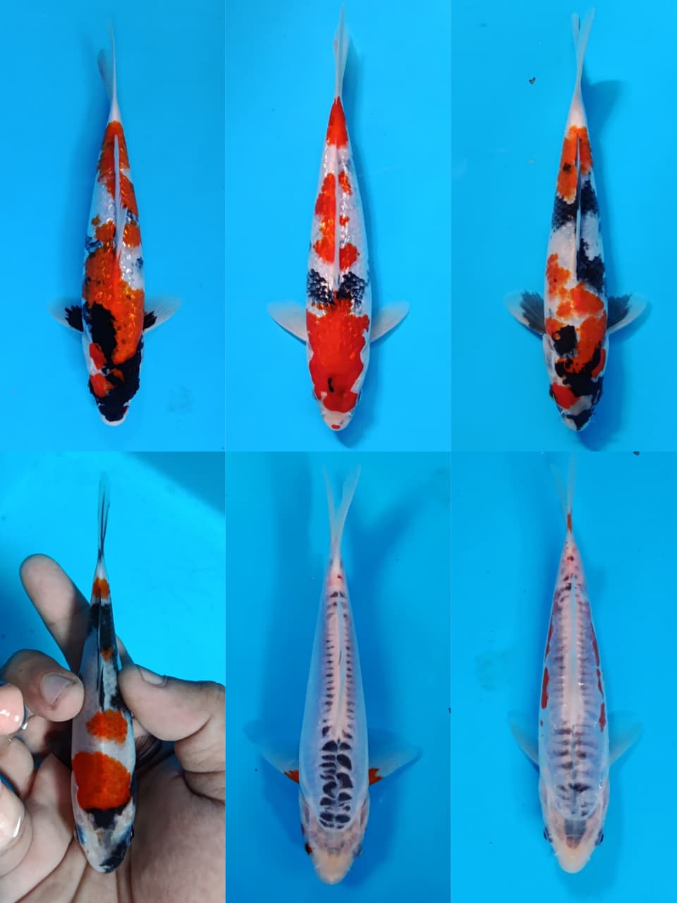 Lelang Koi Online, Jual Beli Ikan Koi, Pasar Koi Terbaik, Agen Lelang Koi, Penawaran Koi Berkualitas, Harga Jual Koi, Lelang Ikan Koi Import, Beli Koi Online, Jual Koi Murah, Koi Showroom, Penjual Koi Terpercaya, Lelang Koi Jakarta, Jual Koi Lokal, Koi Kualitas Unggul, Harga Terbaik Koi, Jual Koi Indukan, Lelang Ikan Hias Koi, Pasar Koi Indonesia, Beli Koi Berkualitas Tinggi, Koi Farm Terbesar, Jual Beli Koi Impor, Lelang Ikan Koi Kualitas Premium, Daftar Harga Koi Terbaru, Pusat Jual Beli Koi, Info Lelang Koi Hari Ini.