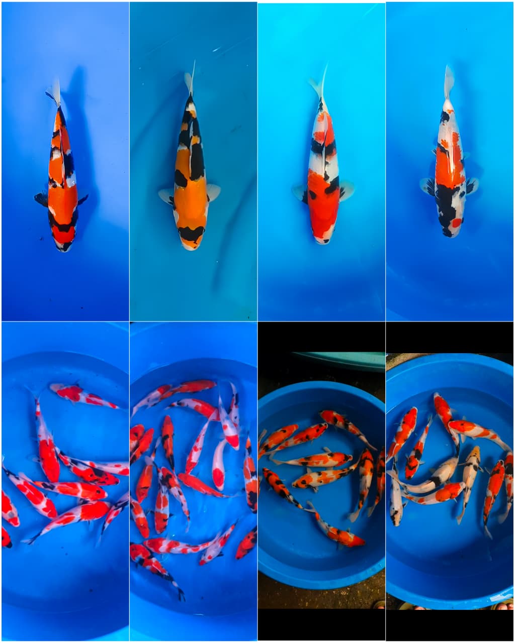 Lelang Koi Online, Jual Beli Ikan Koi, Pasar Koi Terbaik, Agen Lelang Koi, Penawaran Koi Berkualitas, Harga Jual Koi, Lelang Ikan Koi Import, Beli Koi Online, Jual Koi Murah, Koi Showroom, Penjual Koi Terpercaya, Lelang Koi Jakarta, Jual Koi Lokal, Koi Kualitas Unggul, Harga Terbaik Koi, Jual Koi Indukan, Lelang Ikan Hias Koi, Pasar Koi Indonesia, Beli Koi Berkualitas Tinggi, Koi Farm Terbesar, Jual Beli Koi Impor, Lelang Ikan Koi Kualitas Premium, Daftar Harga Koi Terbaru, Pusat Jual Beli Koi, Info Lelang Koi Hari Ini.