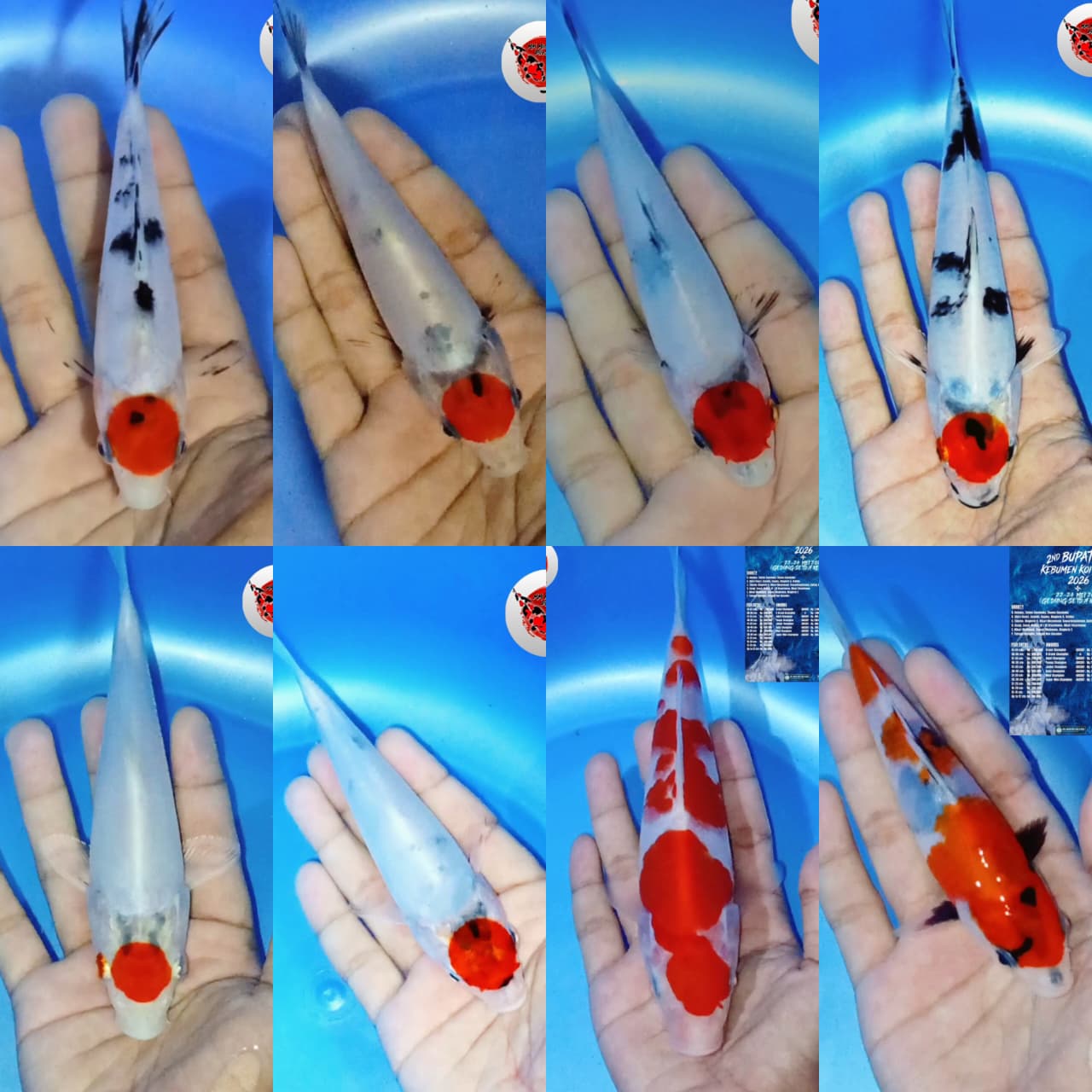 Lelang Koi Online, Jual Beli Ikan Koi, Pasar Koi Terbaik, Agen Lelang Koi, Penawaran Koi Berkualitas, Harga Jual Koi, Lelang Ikan Koi Import, Beli Koi Online, Jual Koi Murah, Koi Showroom, Penjual Koi Terpercaya, Lelang Koi Jakarta, Jual Koi Lokal, Koi Kualitas Unggul, Harga Terbaik Koi, Jual Koi Indukan, Lelang Ikan Hias Koi, Pasar Koi Indonesia, Beli Koi Berkualitas Tinggi, Koi Farm Terbesar, Jual Beli Koi Impor, Lelang Ikan Koi Kualitas Premium, Daftar Harga Koi Terbaru, Pusat Jual Beli Koi, Info Lelang Koi Hari Ini.