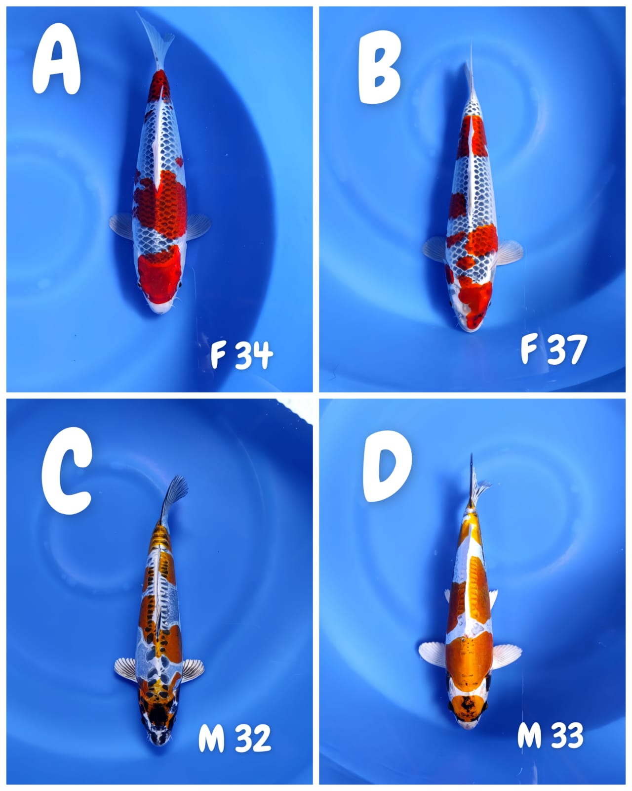 Lelang Koi Online, Jual Beli Ikan Koi, Pasar Koi Terbaik, Agen Lelang Koi, Penawaran Koi Berkualitas, Harga Jual Koi, Lelang Ikan Koi Import, Beli Koi Online, Jual Koi Murah, Koi Showroom, Penjual Koi Terpercaya, Lelang Koi Jakarta, Jual Koi Lokal, Koi Kualitas Unggul, Harga Terbaik Koi, Jual Koi Indukan, Lelang Ikan Hias Koi, Pasar Koi Indonesia, Beli Koi Berkualitas Tinggi, Koi Farm Terbesar, Jual Beli Koi Impor, Lelang Ikan Koi Kualitas Premium, Daftar Harga Koi Terbaru, Pusat Jual Beli Koi, Info Lelang Koi Hari Ini.