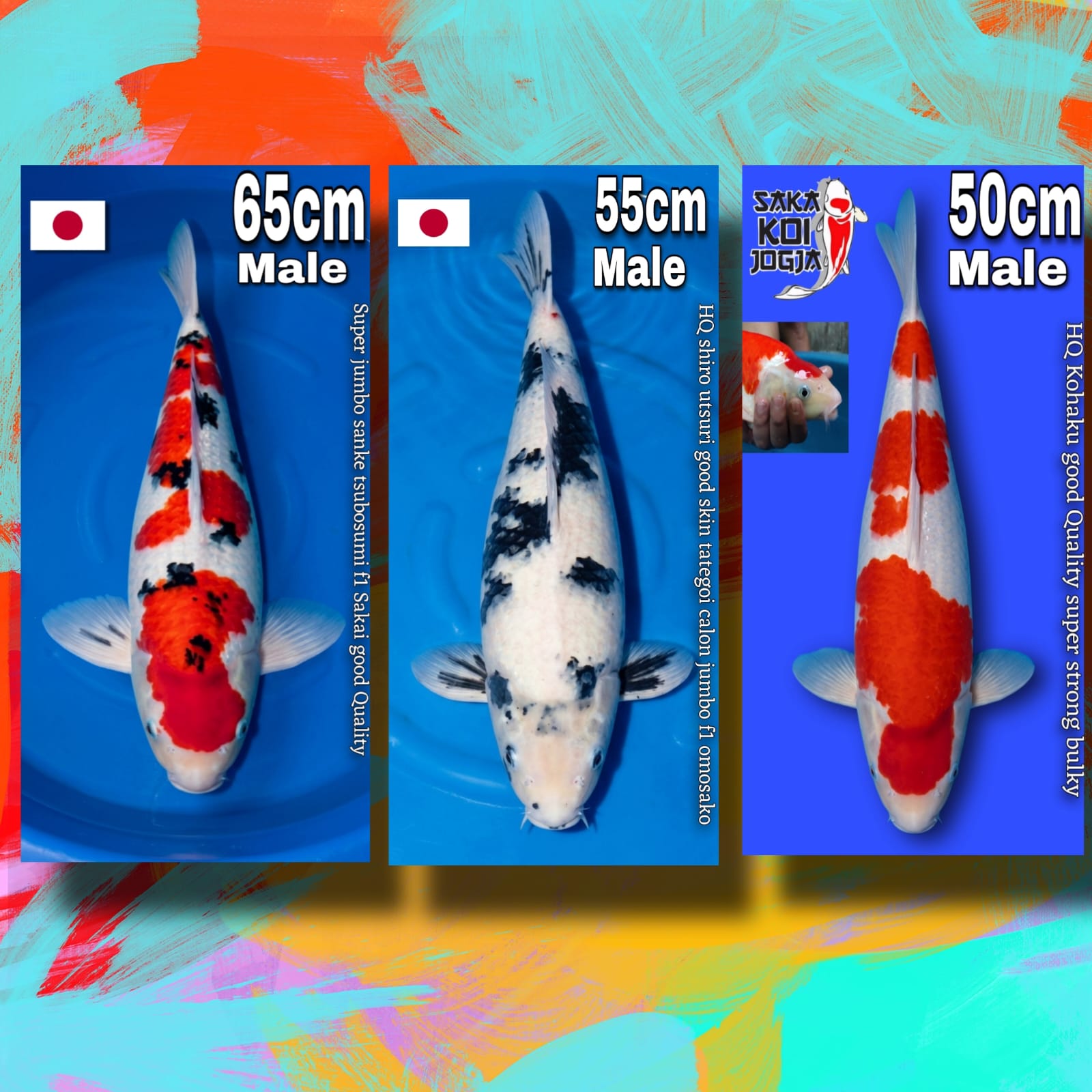 Lelang Koi Online, Jual Beli Ikan Koi, Pasar Koi Terbaik, Agen Lelang Koi, Penawaran Koi Berkualitas, Harga Jual Koi, Lelang Ikan Koi Import, Beli Koi Online, Jual Koi Murah, Koi Showroom, Penjual Koi Terpercaya, Lelang Koi Jakarta, Jual Koi Lokal, Koi Kualitas Unggul, Harga Terbaik Koi, Jual Koi Indukan, Lelang Ikan Hias Koi, Pasar Koi Indonesia, Beli Koi Berkualitas Tinggi, Koi Farm Terbesar, Jual Beli Koi Impor, Lelang Ikan Koi Kualitas Premium, Daftar Harga Koi Terbaru, Pusat Jual Beli Koi, Info Lelang Koi Hari Ini.