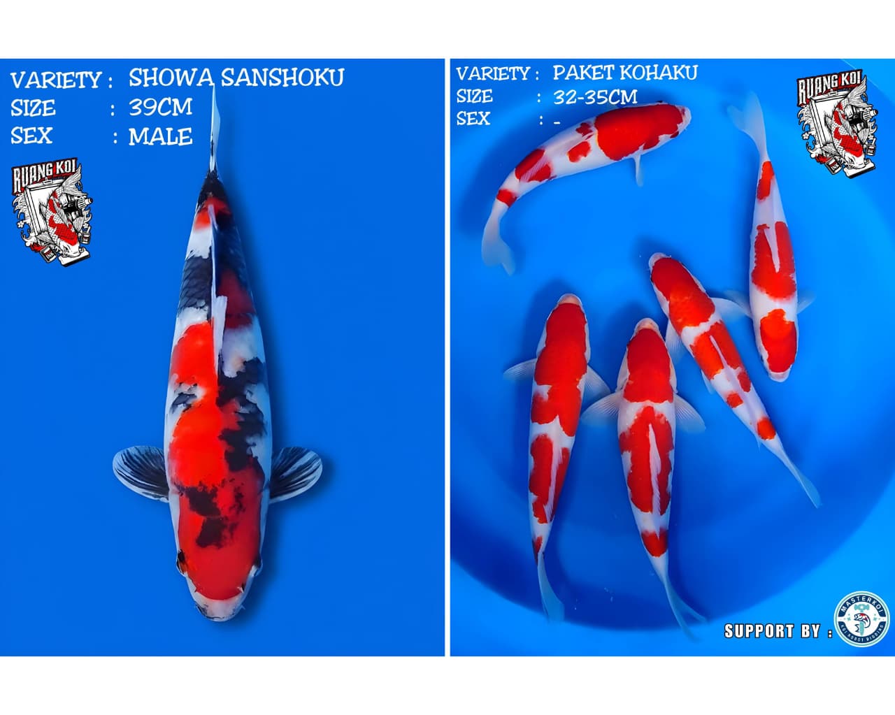 Lelang Koi Online, Jual Beli Ikan Koi, Pasar Koi Terbaik, Agen Lelang Koi, Penawaran Koi Berkualitas, Harga Jual Koi, Lelang Ikan Koi Import, Beli Koi Online, Jual Koi Murah, Koi Showroom, Penjual Koi Terpercaya, Lelang Koi Jakarta, Jual Koi Lokal, Koi Kualitas Unggul, Harga Terbaik Koi, Jual Koi Indukan, Lelang Ikan Hias Koi, Pasar Koi Indonesia, Beli Koi Berkualitas Tinggi, Koi Farm Terbesar, Jual Beli Koi Impor, Lelang Ikan Koi Kualitas Premium, Daftar Harga Koi Terbaru, Pusat Jual Beli Koi, Info Lelang Koi Hari Ini.
