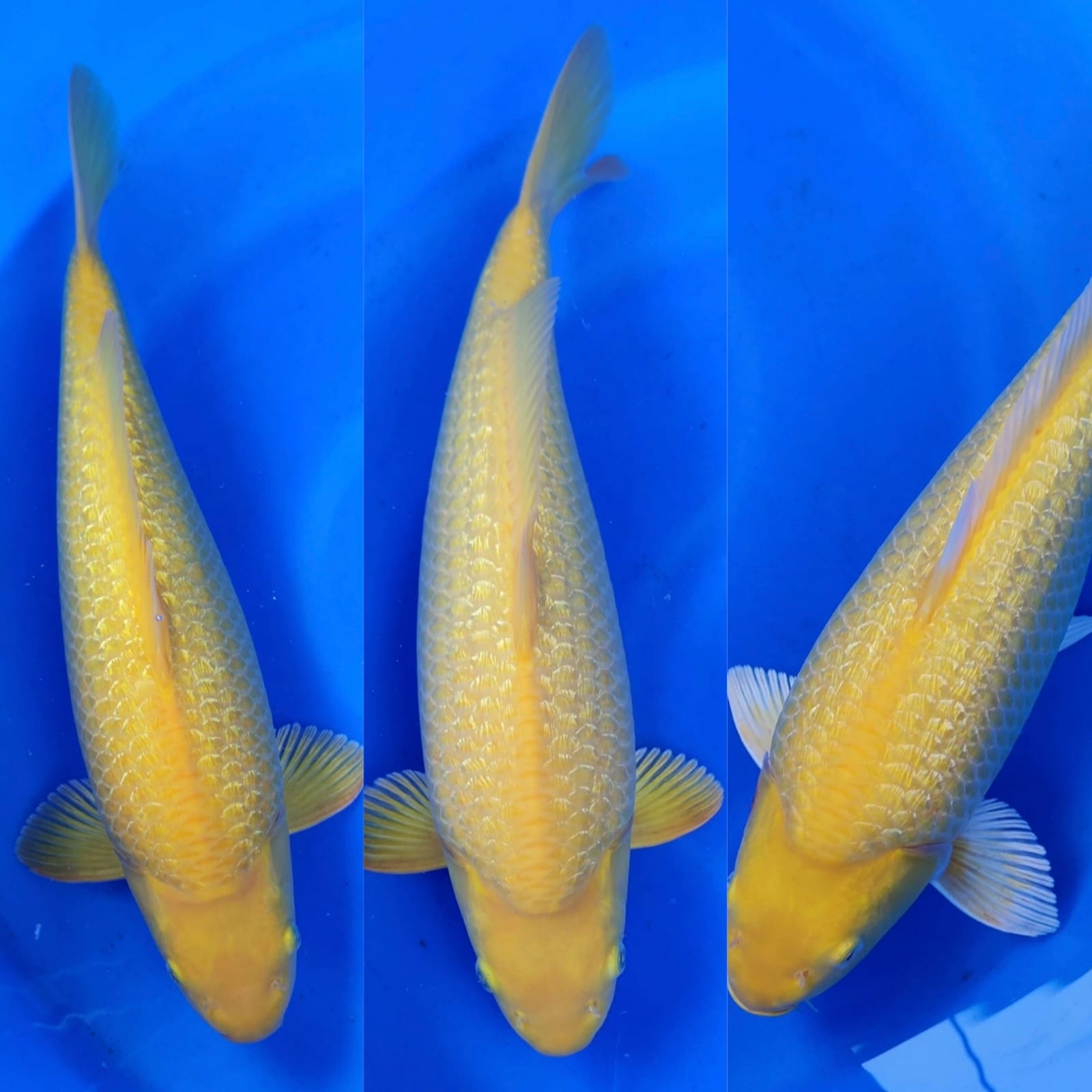 Lelang Koi Online, Jual Beli Ikan Koi, Pasar Koi Terbaik, Agen Lelang Koi, Penawaran Koi Berkualitas, Harga Jual Koi, Lelang Ikan Koi Import, Beli Koi Online, Jual Koi Murah, Koi Showroom, Penjual Koi Terpercaya, Lelang Koi Jakarta, Jual Koi Lokal, Koi Kualitas Unggul, Harga Terbaik Koi, Jual Koi Indukan, Lelang Ikan Hias Koi, Pasar Koi Indonesia, Beli Koi Berkualitas Tinggi, Koi Farm Terbesar, Jual Beli Koi Impor, Lelang Ikan Koi Kualitas Premium, Daftar Harga Koi Terbaru, Pusat Jual Beli Koi, Info Lelang Koi Hari Ini.
