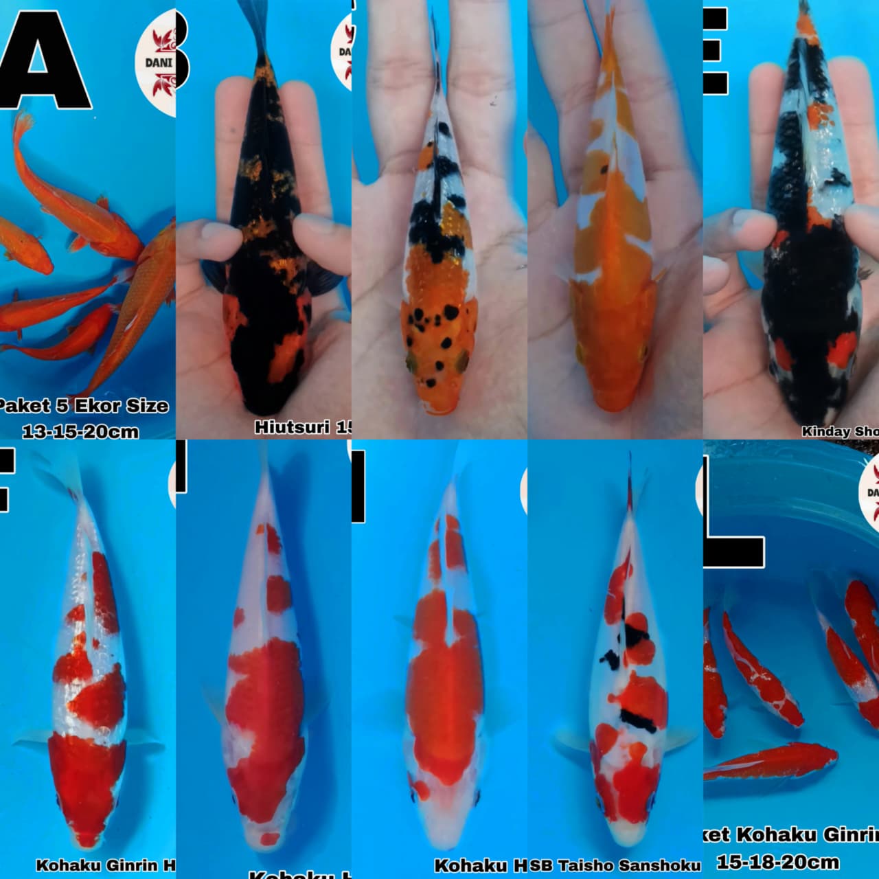 Lelang Koi Online, Jual Beli Ikan Koi, Pasar Koi Terbaik, Agen Lelang Koi, Penawaran Koi Berkualitas, Harga Jual Koi, Lelang Ikan Koi Import, Beli Koi Online, Jual Koi Murah, Koi Showroom, Penjual Koi Terpercaya, Lelang Koi Jakarta, Jual Koi Lokal, Koi Kualitas Unggul, Harga Terbaik Koi, Jual Koi Indukan, Lelang Ikan Hias Koi, Pasar Koi Indonesia, Beli Koi Berkualitas Tinggi, Koi Farm Terbesar, Jual Beli Koi Impor, Lelang Ikan Koi Kualitas Premium, Daftar Harga Koi Terbaru, Pusat Jual Beli Koi, Info Lelang Koi Hari Ini.