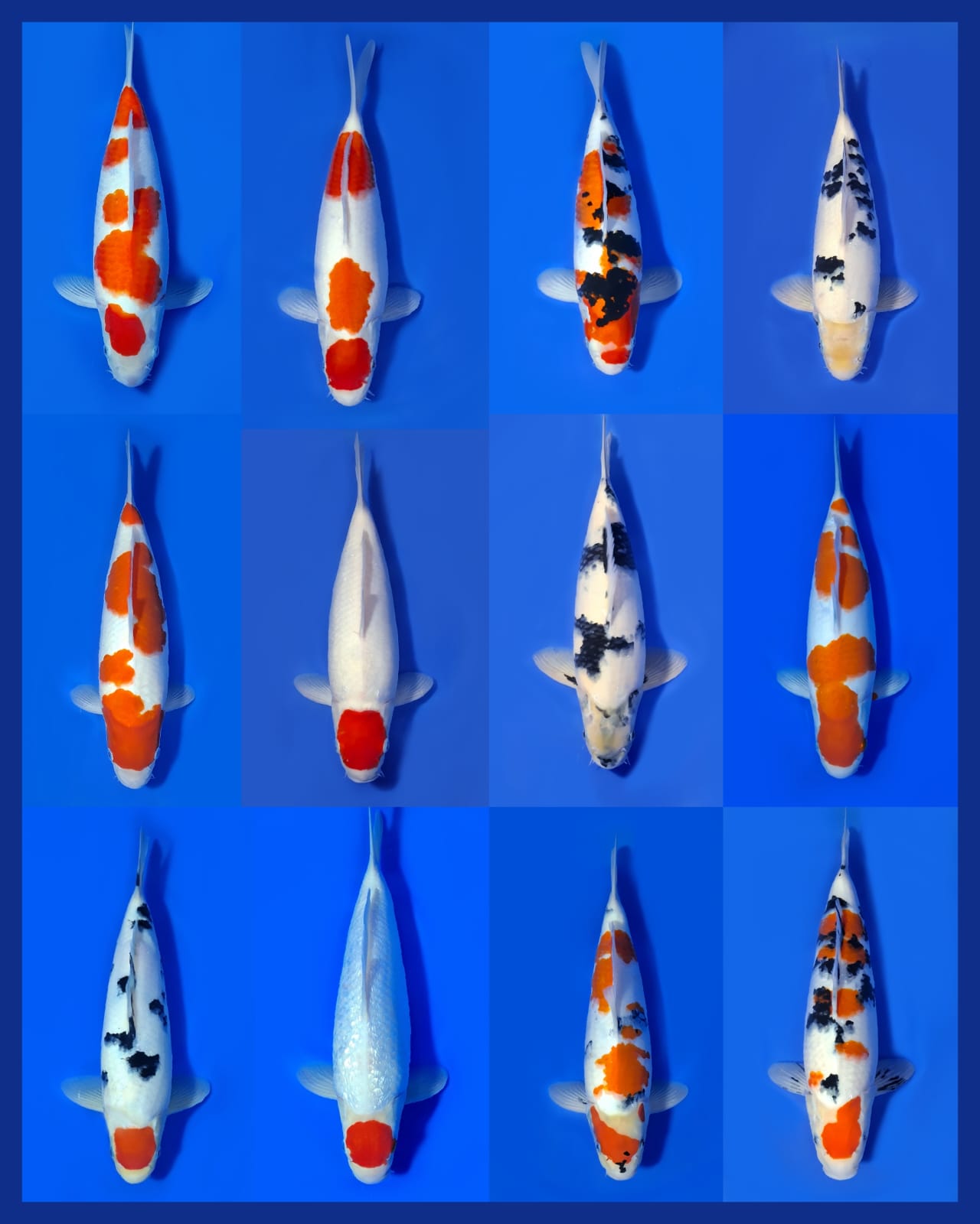 Lelang Koi Online, Jual Beli Ikan Koi, Pasar Koi Terbaik, Agen Lelang Koi, Penawaran Koi Berkualitas, Harga Jual Koi, Lelang Ikan Koi Import, Beli Koi Online, Jual Koi Murah, Koi Showroom, Penjual Koi Terpercaya, Lelang Koi Jakarta, Jual Koi Lokal, Koi Kualitas Unggul, Harga Terbaik Koi, Jual Koi Indukan, Lelang Ikan Hias Koi, Pasar Koi Indonesia, Beli Koi Berkualitas Tinggi, Koi Farm Terbesar, Jual Beli Koi Impor, Lelang Ikan Koi Kualitas Premium, Daftar Harga Koi Terbaru, Pusat Jual Beli Koi, Info Lelang Koi Hari Ini.