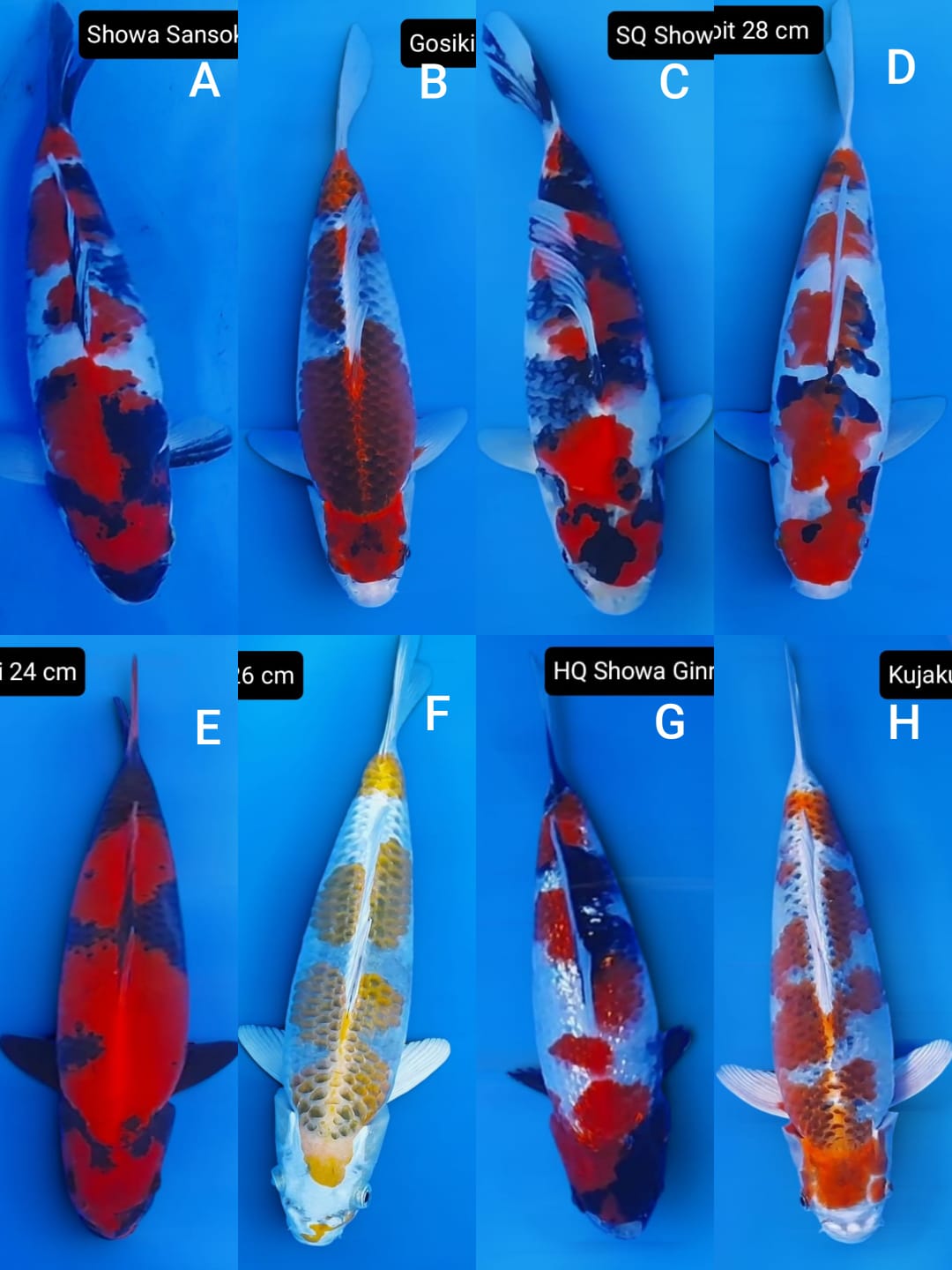 Lelang Koi Online, Jual Beli Ikan Koi, Pasar Koi Terbaik, Agen Lelang Koi, Penawaran Koi Berkualitas, Harga Jual Koi, Lelang Ikan Koi Import, Beli Koi Online, Jual Koi Murah, Koi Showroom, Penjual Koi Terpercaya, Lelang Koi Jakarta, Jual Koi Lokal, Koi Kualitas Unggul, Harga Terbaik Koi, Jual Koi Indukan, Lelang Ikan Hias Koi, Pasar Koi Indonesia, Beli Koi Berkualitas Tinggi, Koi Farm Terbesar, Jual Beli Koi Impor, Lelang Ikan Koi Kualitas Premium, Daftar Harga Koi Terbaru, Pusat Jual Beli Koi, Info Lelang Koi Hari Ini.