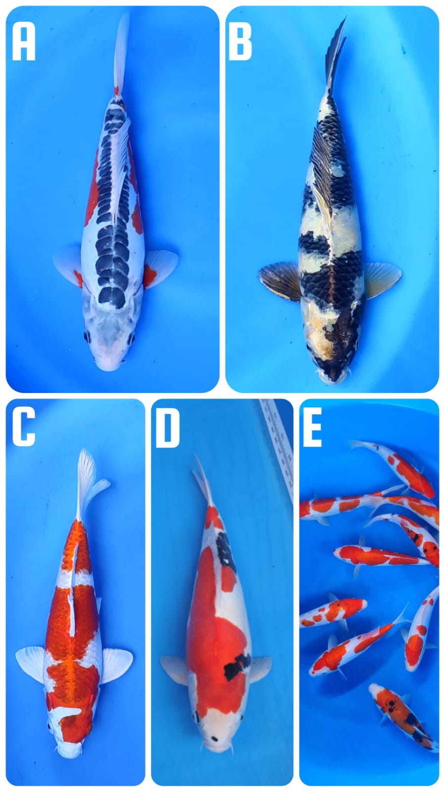Lelang Koi Online, Jual Beli Ikan Koi, Pasar Koi Terbaik, Agen Lelang Koi, Penawaran Koi Berkualitas, Harga Jual Koi, Lelang Ikan Koi Import, Beli Koi Online, Jual Koi Murah, Koi Showroom, Penjual Koi Terpercaya, Lelang Koi Jakarta, Jual Koi Lokal, Koi Kualitas Unggul, Harga Terbaik Koi, Jual Koi Indukan, Lelang Ikan Hias Koi, Pasar Koi Indonesia, Beli Koi Berkualitas Tinggi, Koi Farm Terbesar, Jual Beli Koi Impor, Lelang Ikan Koi Kualitas Premium, Daftar Harga Koi Terbaru, Pusat Jual Beli Koi, Info Lelang Koi Hari Ini.