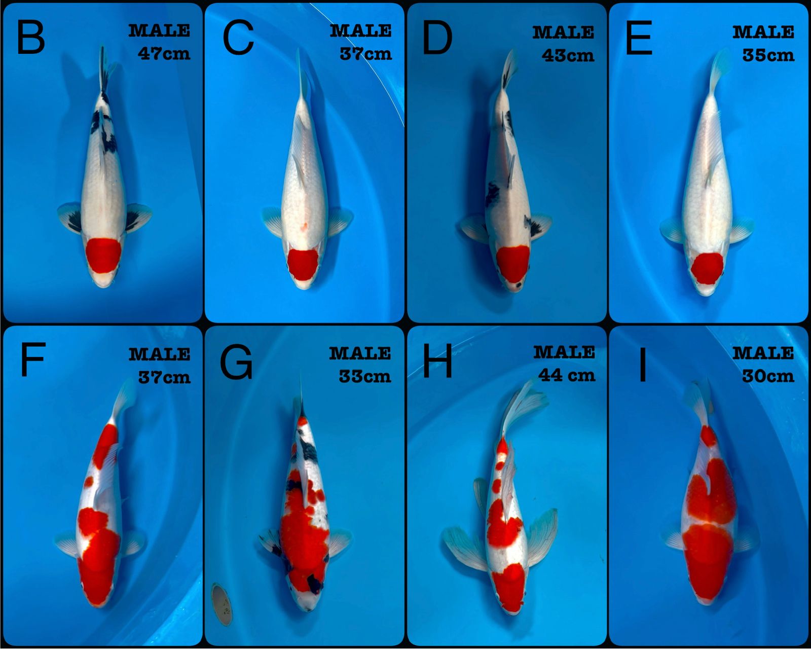 Lelang Koi Online, Jual Beli Ikan Koi, Pasar Koi Terbaik, Agen Lelang Koi, Penawaran Koi Berkualitas, Harga Jual Koi, Lelang Ikan Koi Import, Beli Koi Online, Jual Koi Murah, Koi Showroom, Penjual Koi Terpercaya, Lelang Koi Jakarta, Jual Koi Lokal, Koi Kualitas Unggul, Harga Terbaik Koi, Jual Koi Indukan, Lelang Ikan Hias Koi, Pasar Koi Indonesia, Beli Koi Berkualitas Tinggi, Koi Farm Terbesar, Jual Beli Koi Impor, Lelang Ikan Koi Kualitas Premium, Daftar Harga Koi Terbaru, Pusat Jual Beli Koi, Info Lelang Koi Hari Ini.