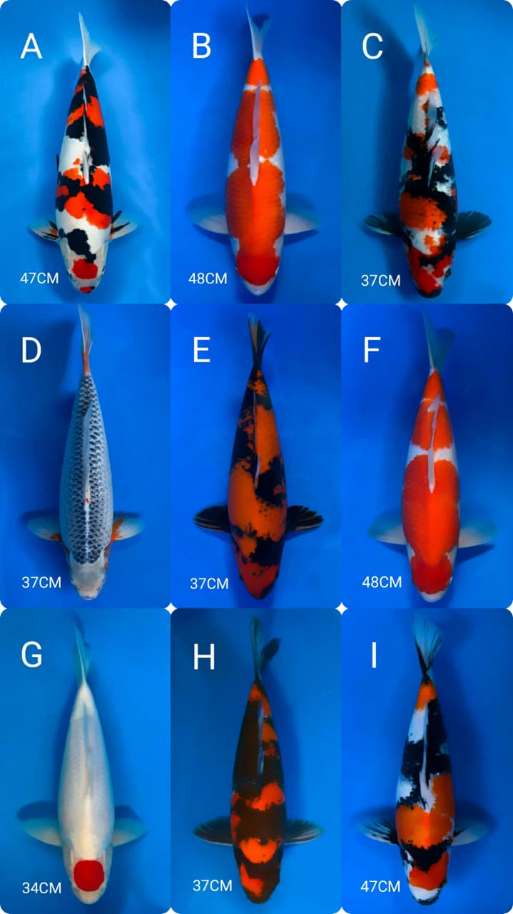 Lelang Koi Online, Jual Beli Ikan Koi, Pasar Koi Terbaik, Agen Lelang Koi, Penawaran Koi Berkualitas, Harga Jual Koi, Lelang Ikan Koi Import, Beli Koi Online, Jual Koi Murah, Koi Showroom, Penjual Koi Terpercaya, Lelang Koi Jakarta, Jual Koi Lokal, Koi Kualitas Unggul, Harga Terbaik Koi, Jual Koi Indukan, Lelang Ikan Hias Koi, Pasar Koi Indonesia, Beli Koi Berkualitas Tinggi, Koi Farm Terbesar, Jual Beli Koi Impor, Lelang Ikan Koi Kualitas Premium, Daftar Harga Koi Terbaru, Pusat Jual Beli Koi, Info Lelang Koi Hari Ini.