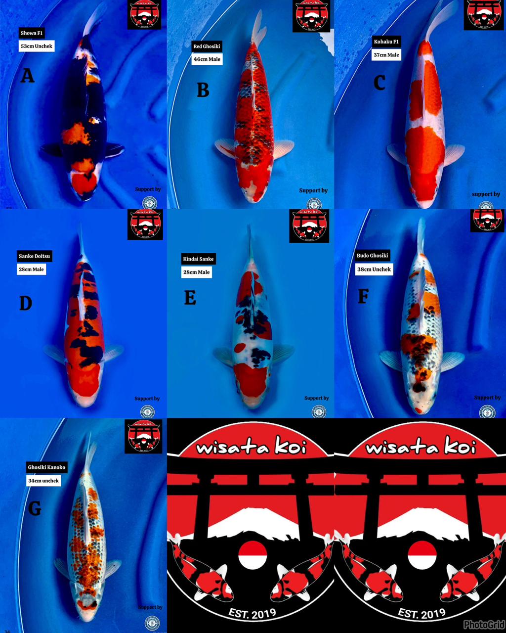 Lelang Koi Online, Jual Beli Ikan Koi, Pasar Koi Terbaik, Agen Lelang Koi, Penawaran Koi Berkualitas, Harga Jual Koi, Lelang Ikan Koi Import, Beli Koi Online, Jual Koi Murah, Koi Showroom, Penjual Koi Terpercaya, Lelang Koi Jakarta, Jual Koi Lokal, Koi Kualitas Unggul, Harga Terbaik Koi, Jual Koi Indukan, Lelang Ikan Hias Koi, Pasar Koi Indonesia, Beli Koi Berkualitas Tinggi, Koi Farm Terbesar, Jual Beli Koi Impor, Lelang Ikan Koi Kualitas Premium, Daftar Harga Koi Terbaru, Pusat Jual Beli Koi, Info Lelang Koi Hari Ini.