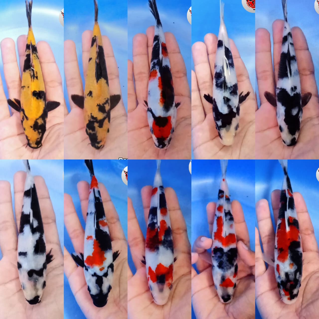 Lelang Koi Online, Jual Beli Ikan Koi, Pasar Koi Terbaik, Agen Lelang Koi, Penawaran Koi Berkualitas, Harga Jual Koi, Lelang Ikan Koi Import, Beli Koi Online, Jual Koi Murah, Koi Showroom, Penjual Koi Terpercaya, Lelang Koi Jakarta, Jual Koi Lokal, Koi Kualitas Unggul, Harga Terbaik Koi, Jual Koi Indukan, Lelang Ikan Hias Koi, Pasar Koi Indonesia, Beli Koi Berkualitas Tinggi, Koi Farm Terbesar, Jual Beli Koi Impor, Lelang Ikan Koi Kualitas Premium, Daftar Harga Koi Terbaru, Pusat Jual Beli Koi, Info Lelang Koi Hari Ini.
