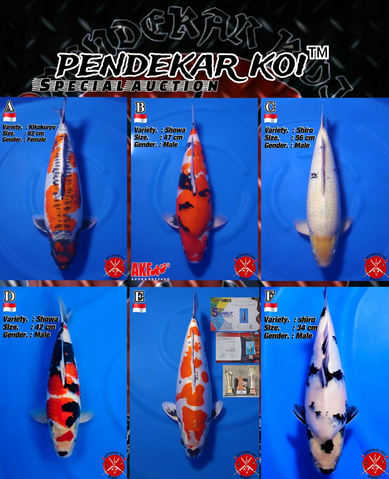 Lelang Koi Online, Jual Beli Ikan Koi, Pasar Koi Terbaik, Agen Lelang Koi, Penawaran Koi Berkualitas, Harga Jual Koi, Lelang Ikan Koi Import, Beli Koi Online, Jual Koi Murah, Koi Showroom, Penjual Koi Terpercaya, Lelang Koi Jakarta, Jual Koi Lokal, Koi Kualitas Unggul, Harga Terbaik Koi, Jual Koi Indukan, Lelang Ikan Hias Koi, Pasar Koi Indonesia, Beli Koi Berkualitas Tinggi, Koi Farm Terbesar, Jual Beli Koi Impor, Lelang Ikan Koi Kualitas Premium, Daftar Harga Koi Terbaru, Pusat Jual Beli Koi, Info Lelang Koi Hari Ini.