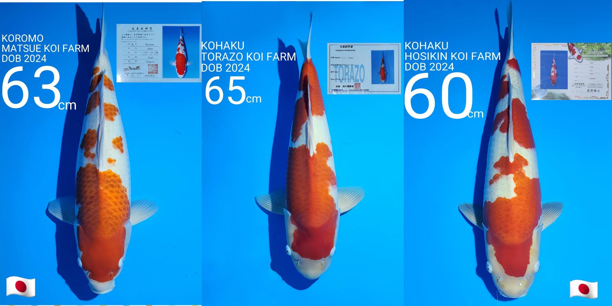 Lelang Koi Online, Jual Beli Ikan Koi, Pasar Koi Terbaik, Agen Lelang Koi, Penawaran Koi Berkualitas, Harga Jual Koi, Lelang Ikan Koi Import, Beli Koi Online, Jual Koi Murah, Koi Showroom, Penjual Koi Terpercaya, Lelang Koi Jakarta, Jual Koi Lokal, Koi Kualitas Unggul, Harga Terbaik Koi, Jual Koi Indukan, Lelang Ikan Hias Koi, Pasar Koi Indonesia, Beli Koi Berkualitas Tinggi, Koi Farm Terbesar, Jual Beli Koi Impor, Lelang Ikan Koi Kualitas Premium, Daftar Harga Koi Terbaru, Pusat Jual Beli Koi, Info Lelang Koi Hari Ini.