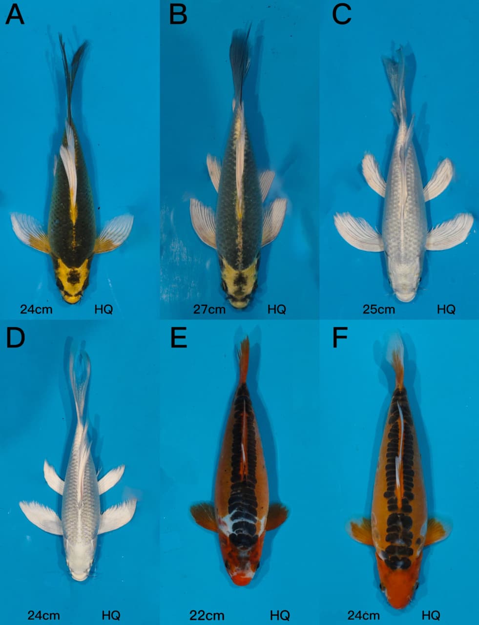Lelang Koi Online, Jual Beli Ikan Koi, Pasar Koi Terbaik, Agen Lelang Koi, Penawaran Koi Berkualitas, Harga Jual Koi, Lelang Ikan Koi Import, Beli Koi Online, Jual Koi Murah, Koi Showroom, Penjual Koi Terpercaya, Lelang Koi Jakarta, Jual Koi Lokal, Koi Kualitas Unggul, Harga Terbaik Koi, Jual Koi Indukan, Lelang Ikan Hias Koi, Pasar Koi Indonesia, Beli Koi Berkualitas Tinggi, Koi Farm Terbesar, Jual Beli Koi Impor, Lelang Ikan Koi Kualitas Premium, Daftar Harga Koi Terbaru, Pusat Jual Beli Koi, Info Lelang Koi Hari Ini.