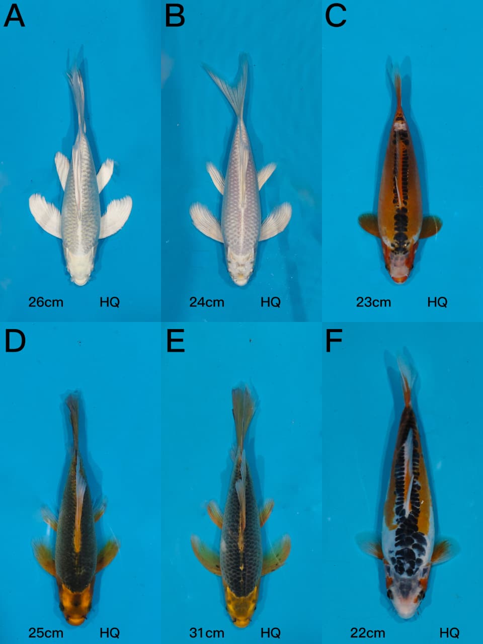 Lelang Koi Online, Jual Beli Ikan Koi, Pasar Koi Terbaik, Agen Lelang Koi, Penawaran Koi Berkualitas, Harga Jual Koi, Lelang Ikan Koi Import, Beli Koi Online, Jual Koi Murah, Koi Showroom, Penjual Koi Terpercaya, Lelang Koi Jakarta, Jual Koi Lokal, Koi Kualitas Unggul, Harga Terbaik Koi, Jual Koi Indukan, Lelang Ikan Hias Koi, Pasar Koi Indonesia, Beli Koi Berkualitas Tinggi, Koi Farm Terbesar, Jual Beli Koi Impor, Lelang Ikan Koi Kualitas Premium, Daftar Harga Koi Terbaru, Pusat Jual Beli Koi, Info Lelang Koi Hari Ini.