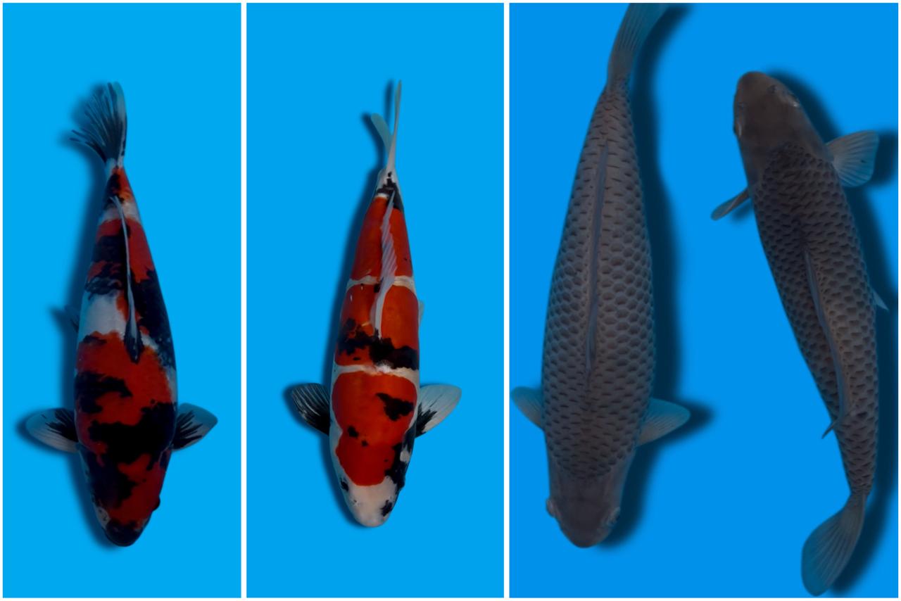 Lelang Koi Online, Jual Beli Ikan Koi, Pasar Koi Terbaik, Agen Lelang Koi, Penawaran Koi Berkualitas, Harga Jual Koi, Lelang Ikan Koi Import, Beli Koi Online, Jual Koi Murah, Koi Showroom, Penjual Koi Terpercaya, Lelang Koi Jakarta, Jual Koi Lokal, Koi Kualitas Unggul, Harga Terbaik Koi, Jual Koi Indukan, Lelang Ikan Hias Koi, Pasar Koi Indonesia, Beli Koi Berkualitas Tinggi, Koi Farm Terbesar, Jual Beli Koi Impor, Lelang Ikan Koi Kualitas Premium, Daftar Harga Koi Terbaru, Pusat Jual Beli Koi, Info Lelang Koi Hari Ini.