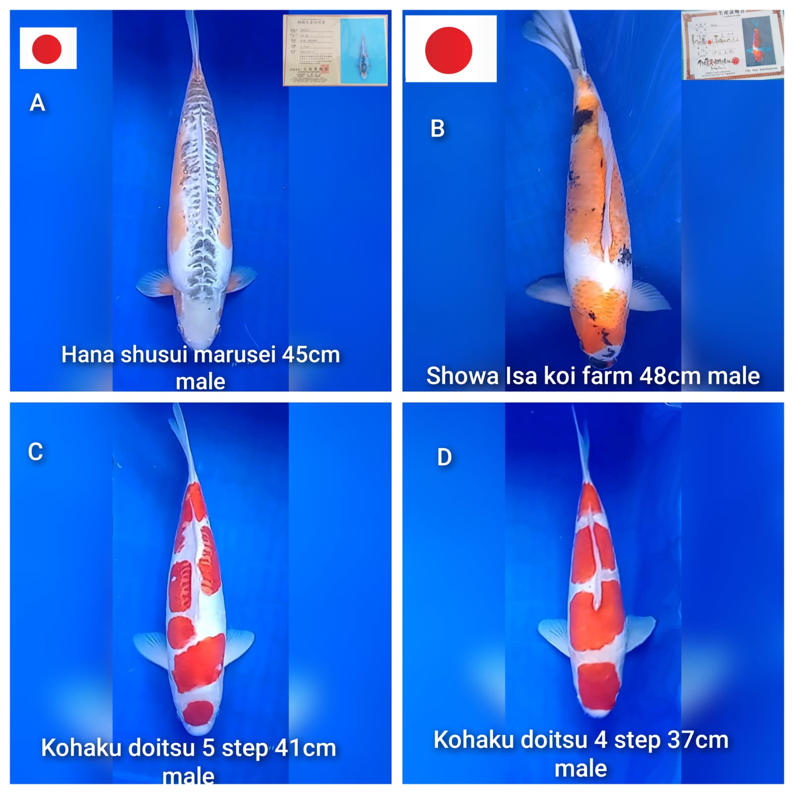 Lelang Koi Online, Jual Beli Ikan Koi, Pasar Koi Terbaik, Agen Lelang Koi, Penawaran Koi Berkualitas, Harga Jual Koi, Lelang Ikan Koi Import, Beli Koi Online, Jual Koi Murah, Koi Showroom, Penjual Koi Terpercaya, Lelang Koi Jakarta, Jual Koi Lokal, Koi Kualitas Unggul, Harga Terbaik Koi, Jual Koi Indukan, Lelang Ikan Hias Koi, Pasar Koi Indonesia, Beli Koi Berkualitas Tinggi, Koi Farm Terbesar, Jual Beli Koi Impor, Lelang Ikan Koi Kualitas Premium, Daftar Harga Koi Terbaru, Pusat Jual Beli Koi, Info Lelang Koi Hari Ini.