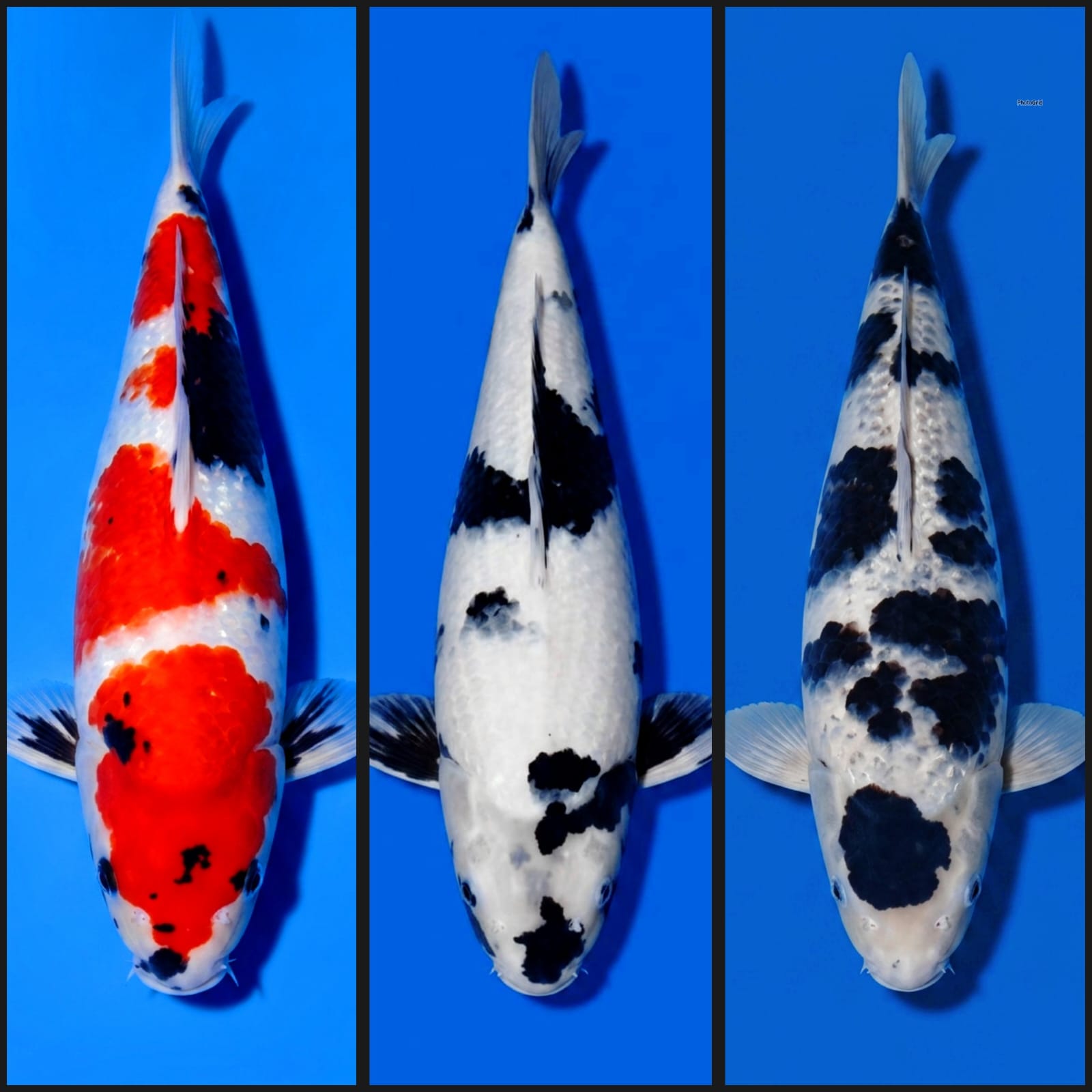 Lelang Koi Online, Jual Beli Ikan Koi, Pasar Koi Terbaik, Agen Lelang Koi, Penawaran Koi Berkualitas, Harga Jual Koi, Lelang Ikan Koi Import, Beli Koi Online, Jual Koi Murah, Koi Showroom, Penjual Koi Terpercaya, Lelang Koi Jakarta, Jual Koi Lokal, Koi Kualitas Unggul, Harga Terbaik Koi, Jual Koi Indukan, Lelang Ikan Hias Koi, Pasar Koi Indonesia, Beli Koi Berkualitas Tinggi, Koi Farm Terbesar, Jual Beli Koi Impor, Lelang Ikan Koi Kualitas Premium, Daftar Harga Koi Terbaru, Pusat Jual Beli Koi, Info Lelang Koi Hari Ini.
