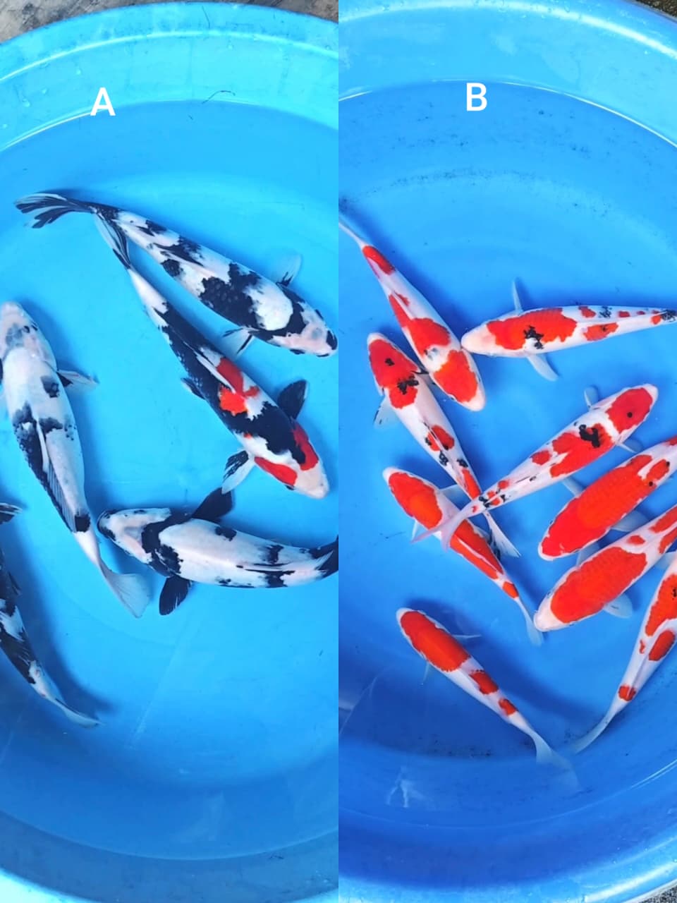 Lelang Koi Online, Jual Beli Ikan Koi, Pasar Koi Terbaik, Agen Lelang Koi, Penawaran Koi Berkualitas, Harga Jual Koi, Lelang Ikan Koi Import, Beli Koi Online, Jual Koi Murah, Koi Showroom, Penjual Koi Terpercaya, Lelang Koi Jakarta, Jual Koi Lokal, Koi Kualitas Unggul, Harga Terbaik Koi, Jual Koi Indukan, Lelang Ikan Hias Koi, Pasar Koi Indonesia, Beli Koi Berkualitas Tinggi, Koi Farm Terbesar, Jual Beli Koi Impor, Lelang Ikan Koi Kualitas Premium, Daftar Harga Koi Terbaru, Pusat Jual Beli Koi, Info Lelang Koi Hari Ini.