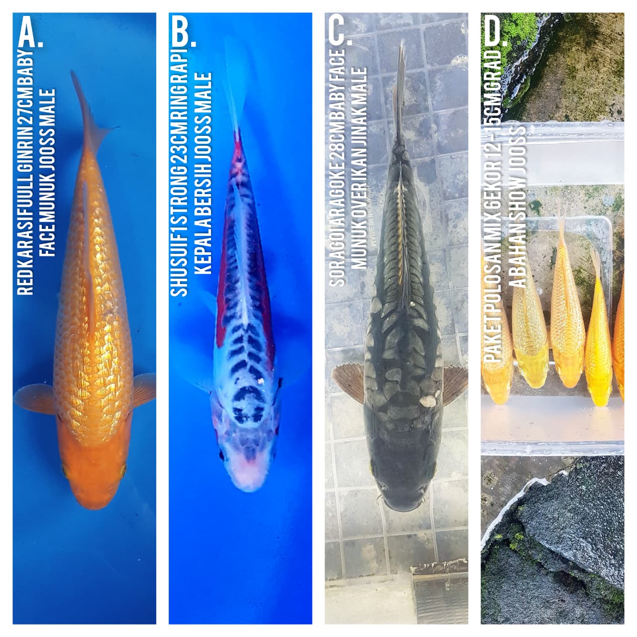 Lelang Koi Online, Jual Beli Ikan Koi, Pasar Koi Terbaik, Agen Lelang Koi, Penawaran Koi Berkualitas, Harga Jual Koi, Lelang Ikan Koi Import, Beli Koi Online, Jual Koi Murah, Koi Showroom, Penjual Koi Terpercaya, Lelang Koi Jakarta, Jual Koi Lokal, Koi Kualitas Unggul, Harga Terbaik Koi, Jual Koi Indukan, Lelang Ikan Hias Koi, Pasar Koi Indonesia, Beli Koi Berkualitas Tinggi, Koi Farm Terbesar, Jual Beli Koi Impor, Lelang Ikan Koi Kualitas Premium, Daftar Harga Koi Terbaru, Pusat Jual Beli Koi, Info Lelang Koi Hari Ini.