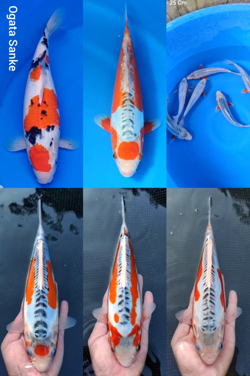 Lelang Koi Online, Jual Beli Ikan Koi, Pasar Koi Terbaik, Agen Lelang Koi, Penawaran Koi Berkualitas, Harga Jual Koi, Lelang Ikan Koi Import, Beli Koi Online, Jual Koi Murah, Koi Showroom, Penjual Koi Terpercaya, Lelang Koi Jakarta, Jual Koi Lokal, Koi Kualitas Unggul, Harga Terbaik Koi, Jual Koi Indukan, Lelang Ikan Hias Koi, Pasar Koi Indonesia, Beli Koi Berkualitas Tinggi, Koi Farm Terbesar, Jual Beli Koi Impor, Lelang Ikan Koi Kualitas Premium, Daftar Harga Koi Terbaru, Pusat Jual Beli Koi, Info Lelang Koi Hari Ini.
