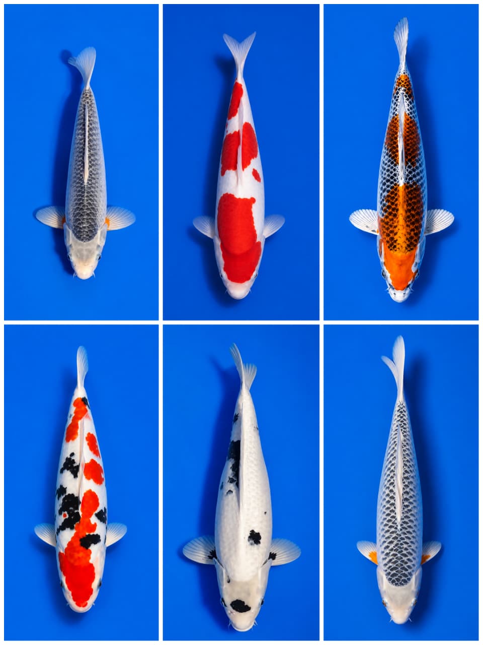 Lelang Koi Online, Jual Beli Ikan Koi, Pasar Koi Terbaik, Agen Lelang Koi, Penawaran Koi Berkualitas, Harga Jual Koi, Lelang Ikan Koi Import, Beli Koi Online, Jual Koi Murah, Koi Showroom, Penjual Koi Terpercaya, Lelang Koi Jakarta, Jual Koi Lokal, Koi Kualitas Unggul, Harga Terbaik Koi, Jual Koi Indukan, Lelang Ikan Hias Koi, Pasar Koi Indonesia, Beli Koi Berkualitas Tinggi, Koi Farm Terbesar, Jual Beli Koi Impor, Lelang Ikan Koi Kualitas Premium, Daftar Harga Koi Terbaru, Pusat Jual Beli Koi, Info Lelang Koi Hari Ini.