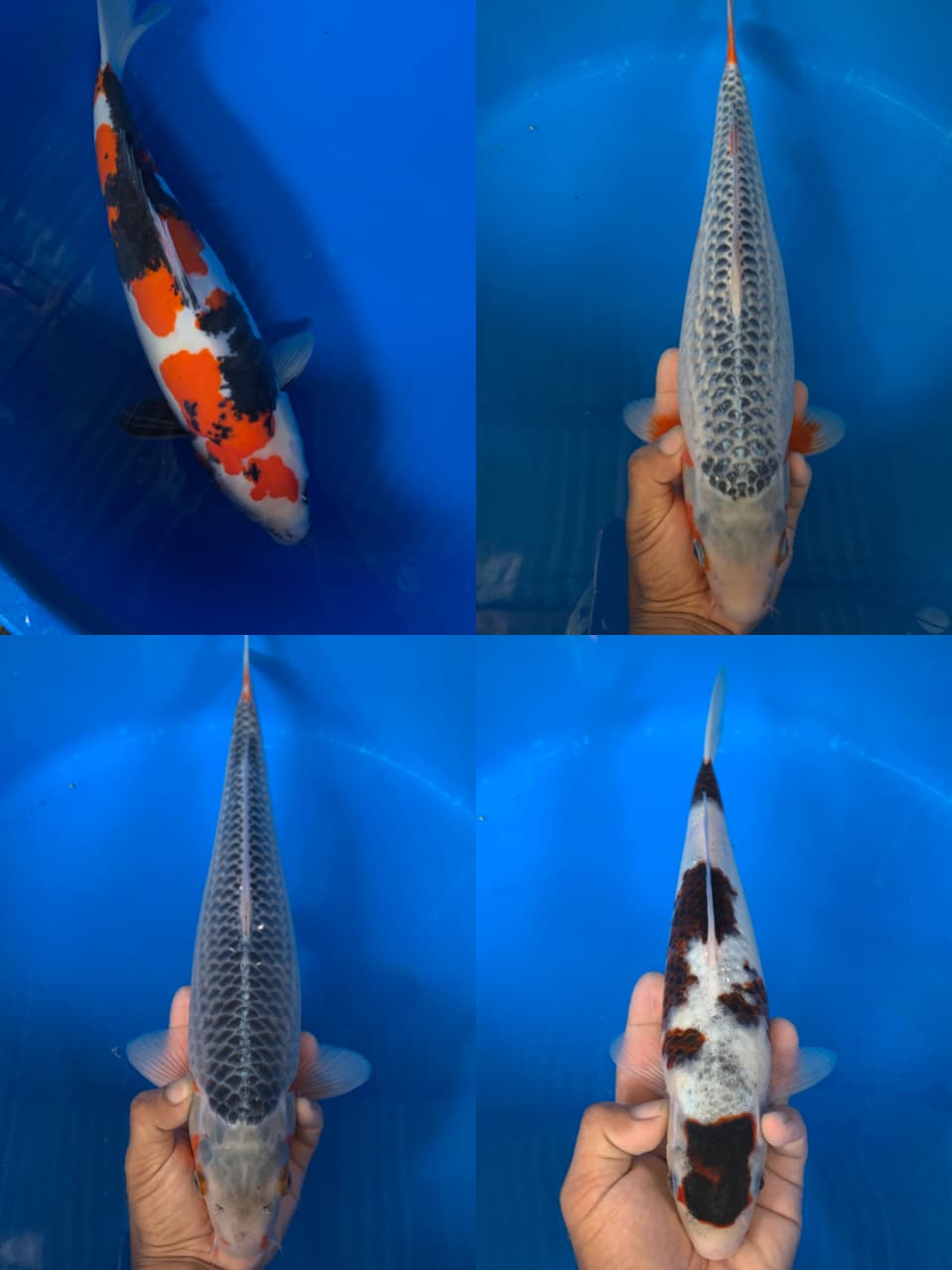 Lelang Koi Online, Jual Beli Ikan Koi, Pasar Koi Terbaik, Agen Lelang Koi, Penawaran Koi Berkualitas, Harga Jual Koi, Lelang Ikan Koi Import, Beli Koi Online, Jual Koi Murah, Koi Showroom, Penjual Koi Terpercaya, Lelang Koi Jakarta, Jual Koi Lokal, Koi Kualitas Unggul, Harga Terbaik Koi, Jual Koi Indukan, Lelang Ikan Hias Koi, Pasar Koi Indonesia, Beli Koi Berkualitas Tinggi, Koi Farm Terbesar, Jual Beli Koi Impor, Lelang Ikan Koi Kualitas Premium, Daftar Harga Koi Terbaru, Pusat Jual Beli Koi, Info Lelang Koi Hari Ini.