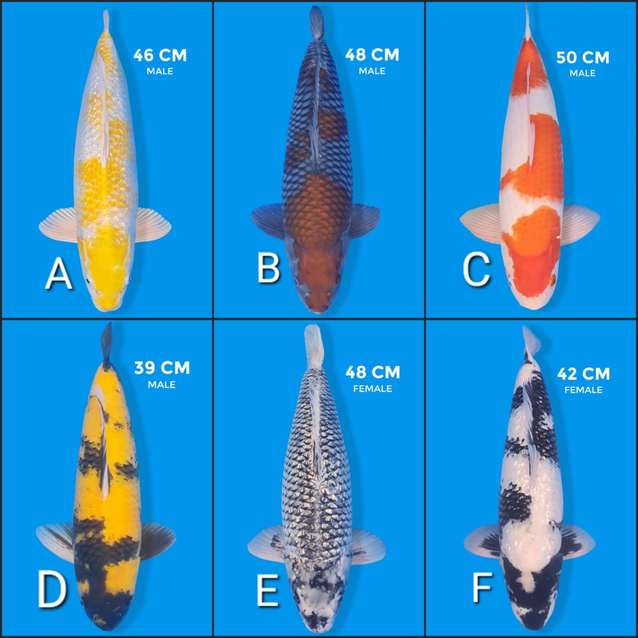Lelang Koi Online, Jual Beli Ikan Koi, Pasar Koi Terbaik, Agen Lelang Koi, Penawaran Koi Berkualitas, Harga Jual Koi, Lelang Ikan Koi Import, Beli Koi Online, Jual Koi Murah, Koi Showroom, Penjual Koi Terpercaya, Lelang Koi Jakarta, Jual Koi Lokal, Koi Kualitas Unggul, Harga Terbaik Koi, Jual Koi Indukan, Lelang Ikan Hias Koi, Pasar Koi Indonesia, Beli Koi Berkualitas Tinggi, Koi Farm Terbesar, Jual Beli Koi Impor, Lelang Ikan Koi Kualitas Premium, Daftar Harga Koi Terbaru, Pusat Jual Beli Koi, Info Lelang Koi Hari Ini.
